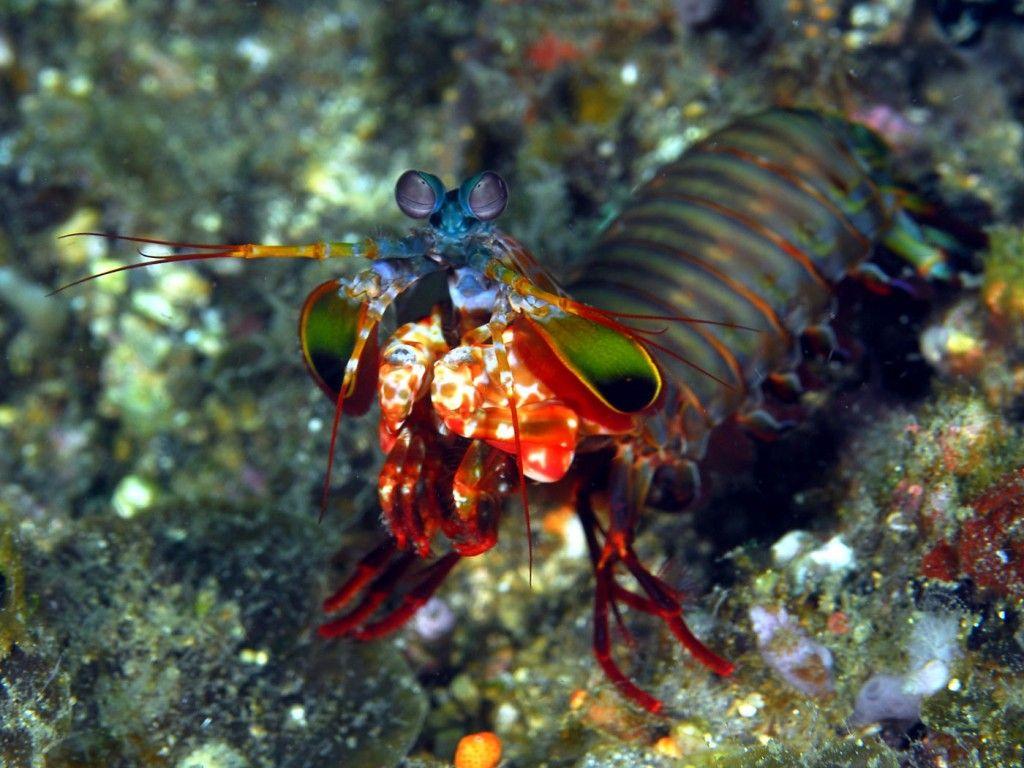 Beautiful Mantis Shrimp Wallpaper Wallpaper