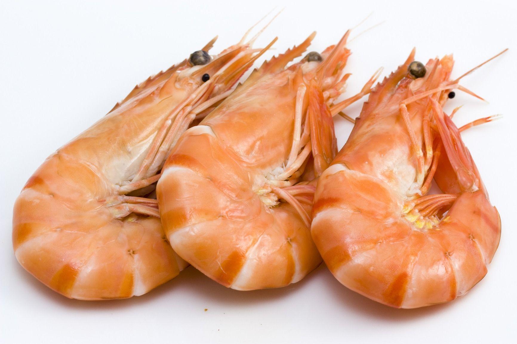 Shrimp Wallpaper High Quality