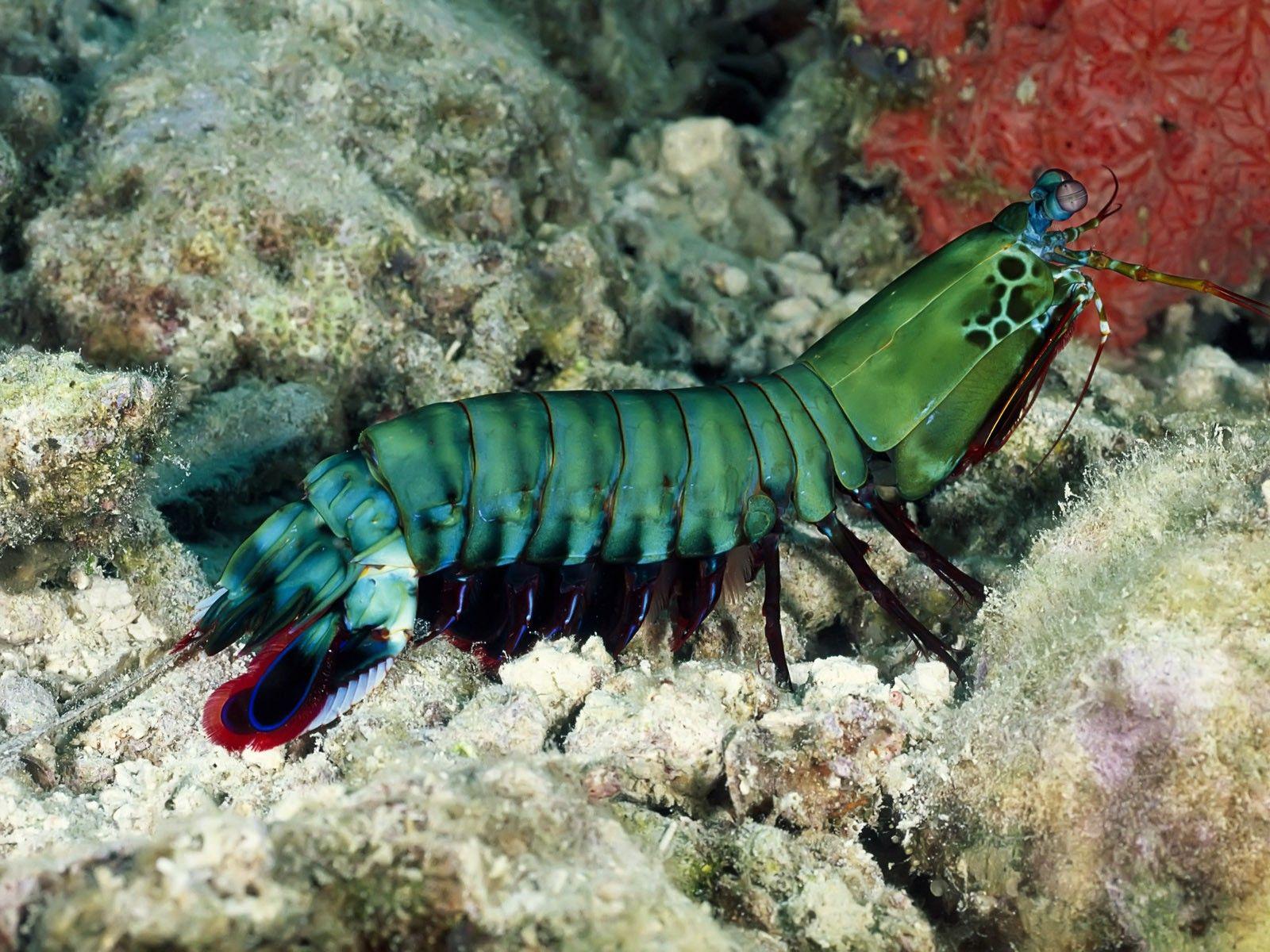 creature, Underwater, Nature, Mantis Shrimp Wallpaper HD