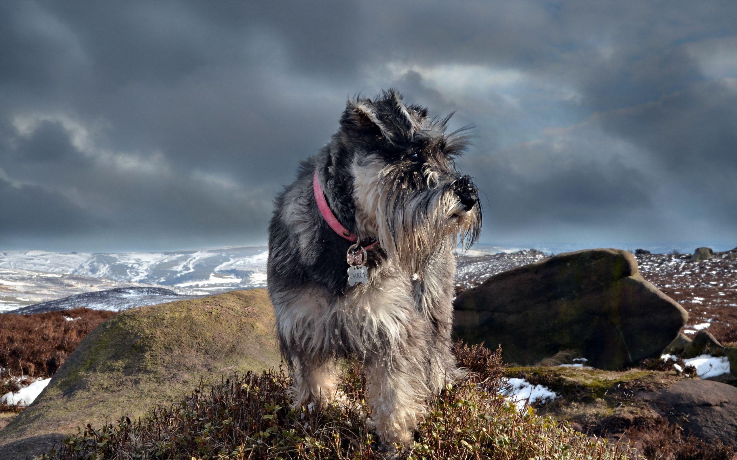 Schnauzer Wallpapers - Wallpaper Cave