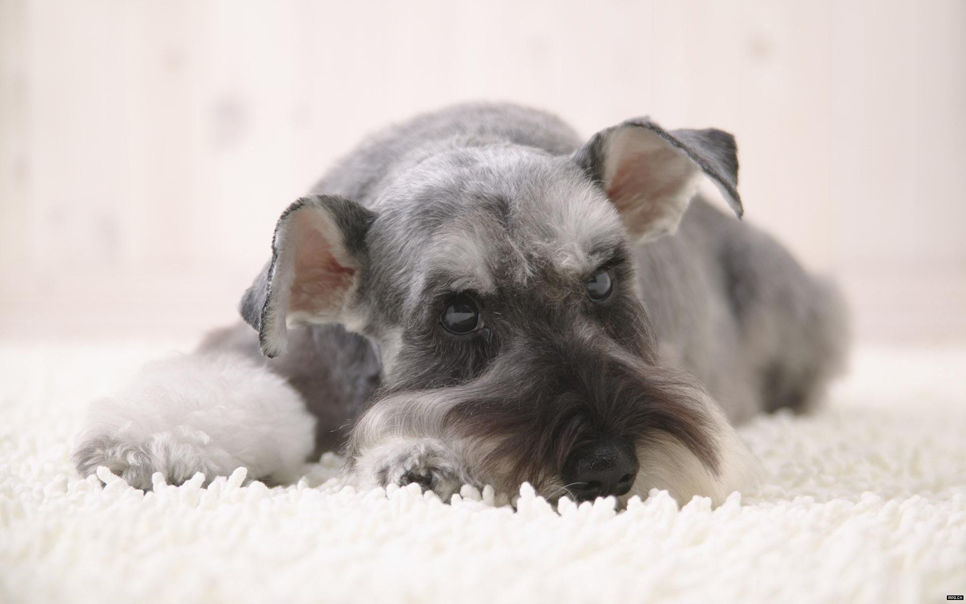 Cute Miniature Schnauzer