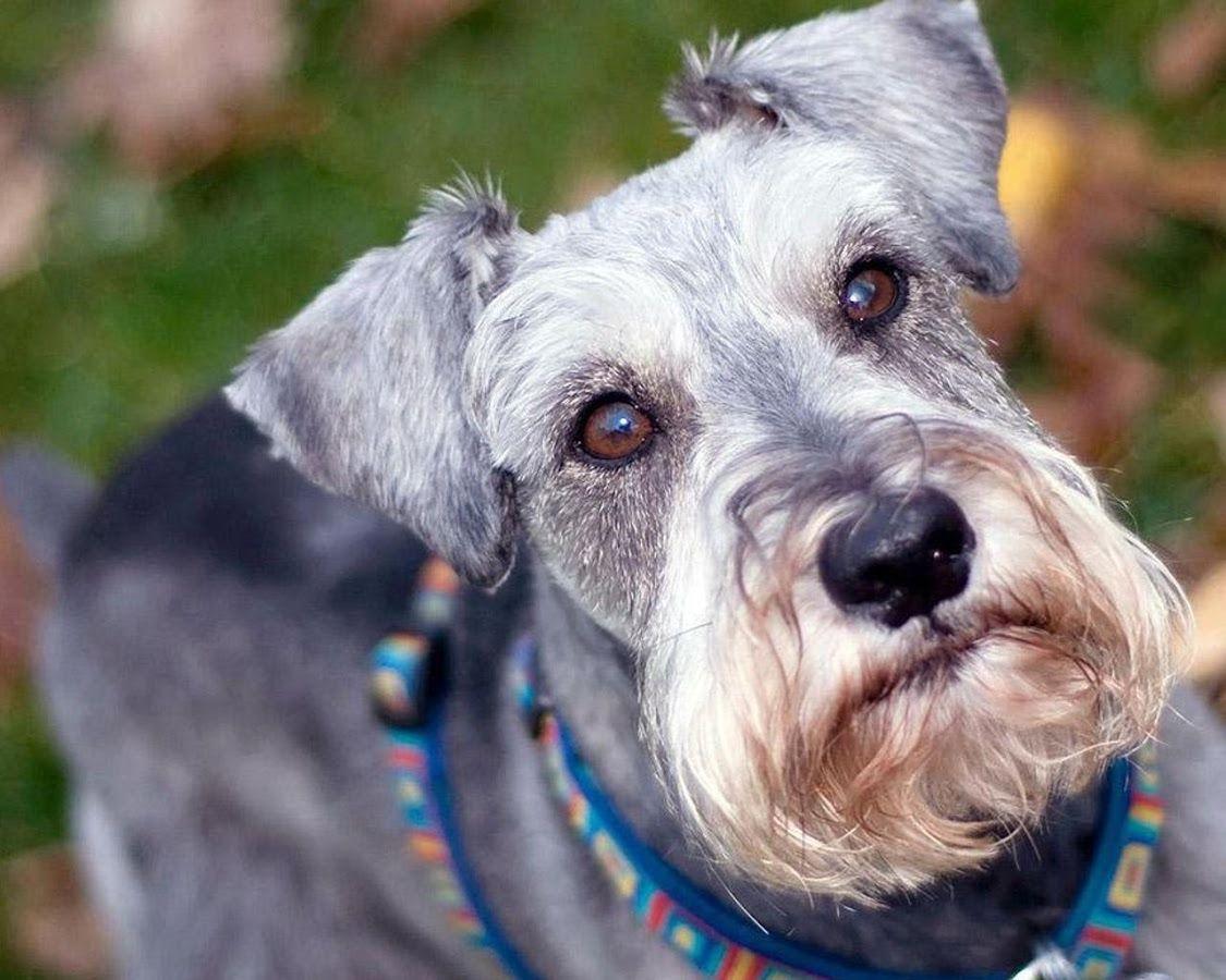 Schnauzers Wallpaper Apps on Google Play