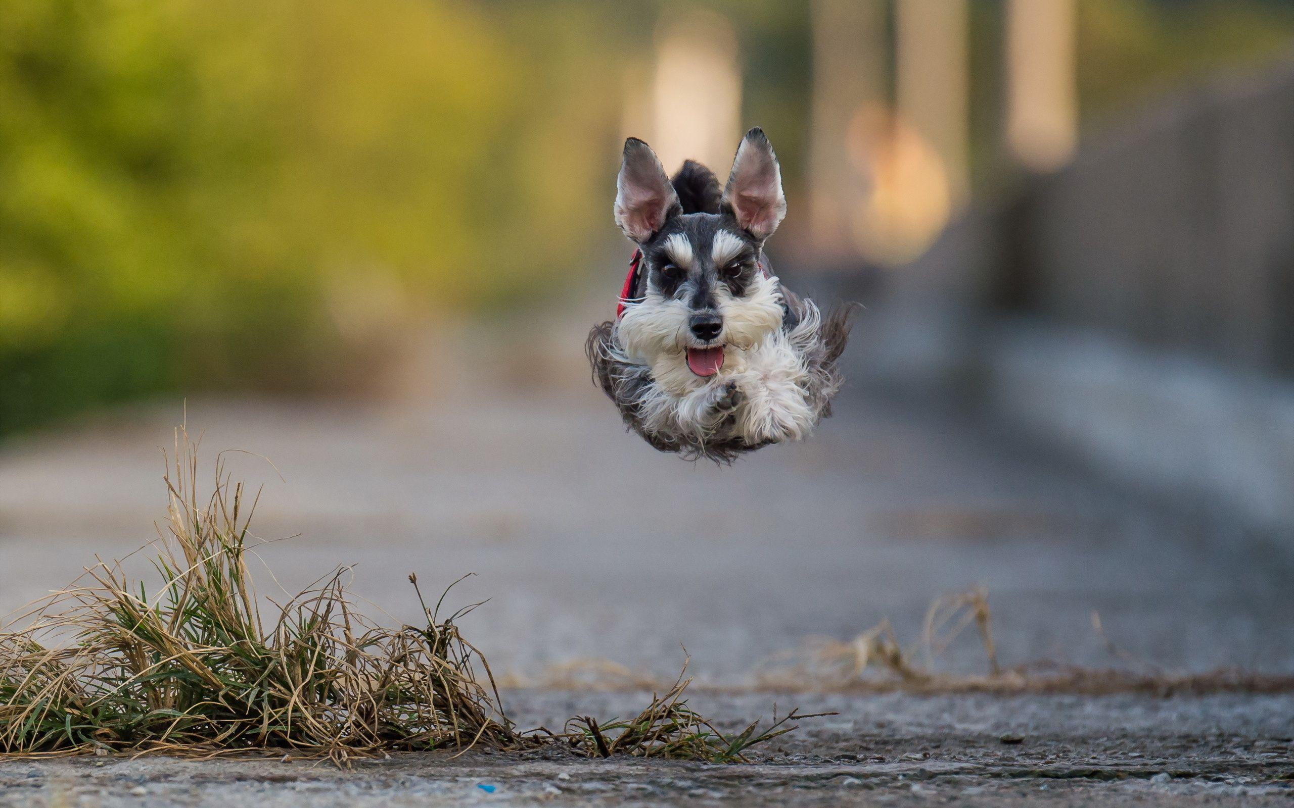 Miniature Schnauzer Dogs Jump Animals 2560x1600