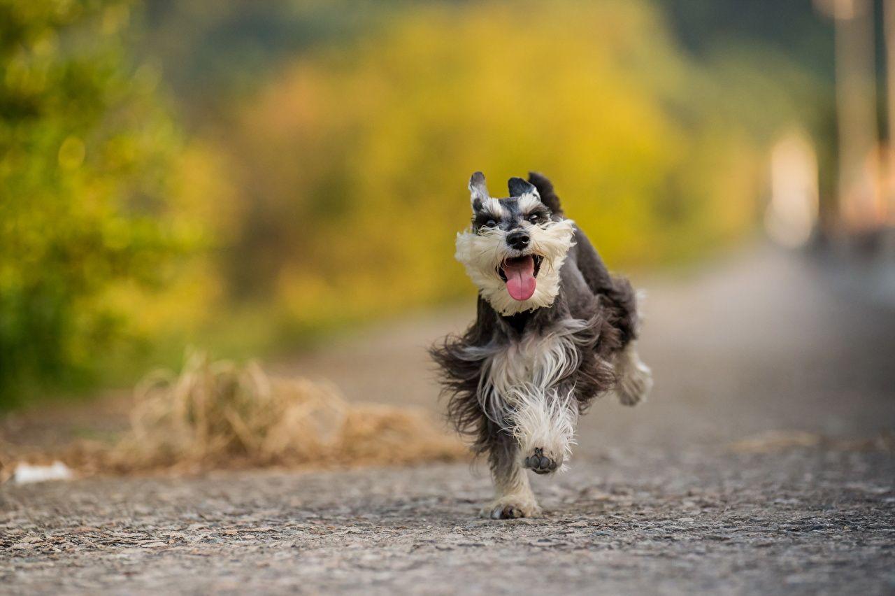 Desktop Wallpaper Miniature Schnauzer Dogs Running Asphalt