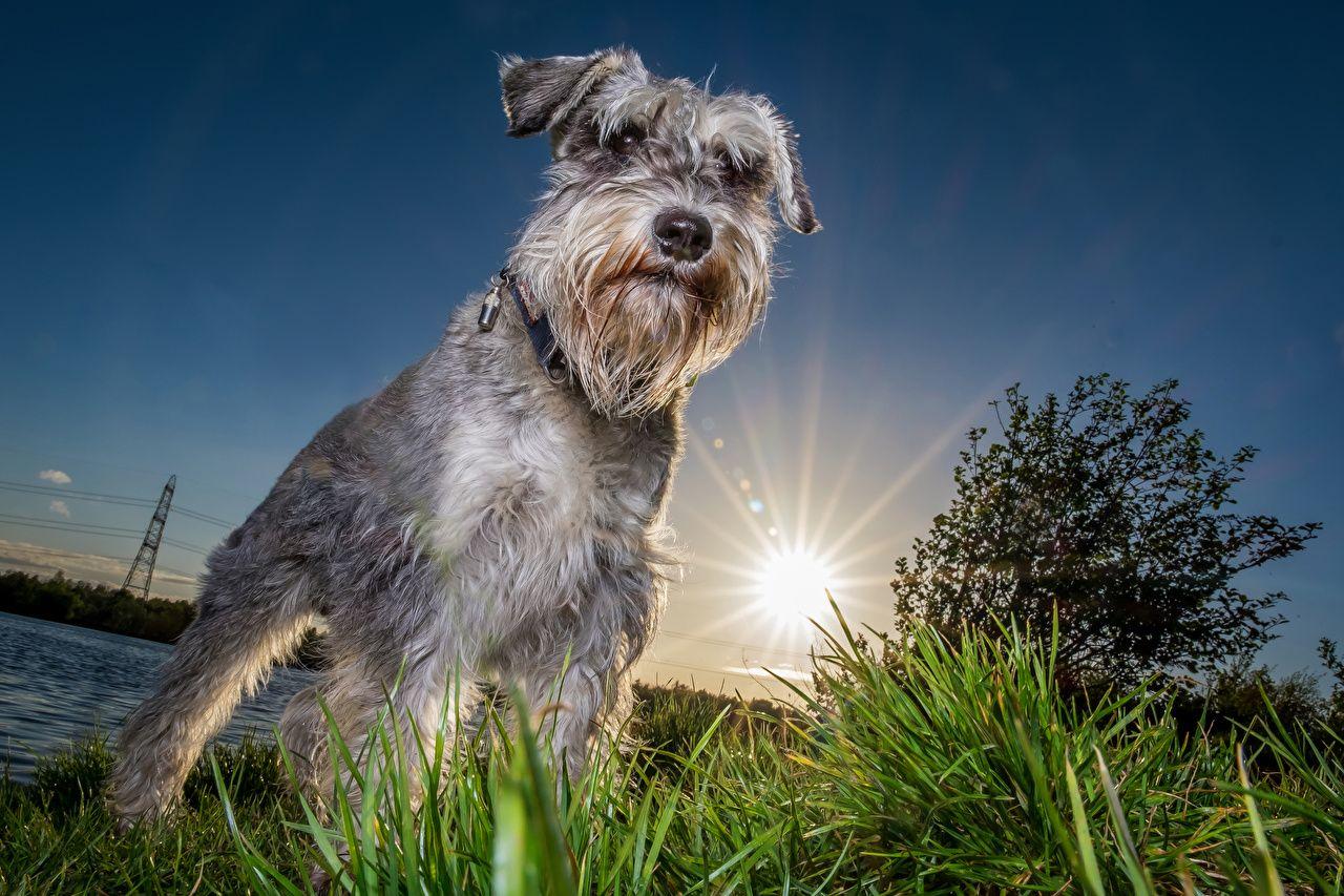 Schnauzer Dogs Sun Animals