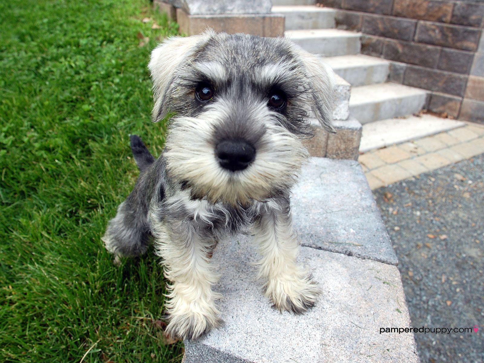 THIS is the dog I want someday. Teacup miniature Schnauzer. Look