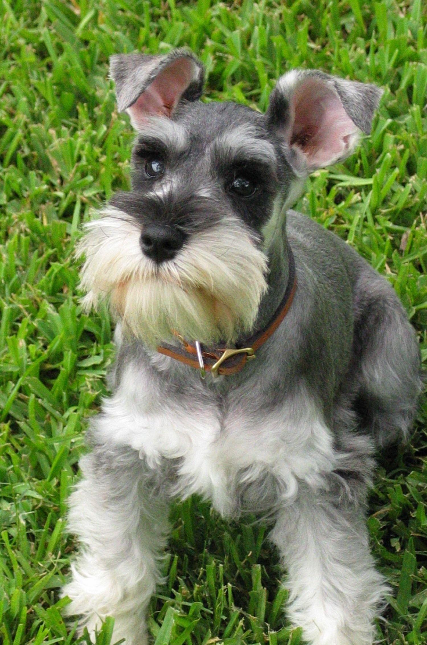 Nice Schnauzer, Standard dog photo. And They Call It Puppy Love