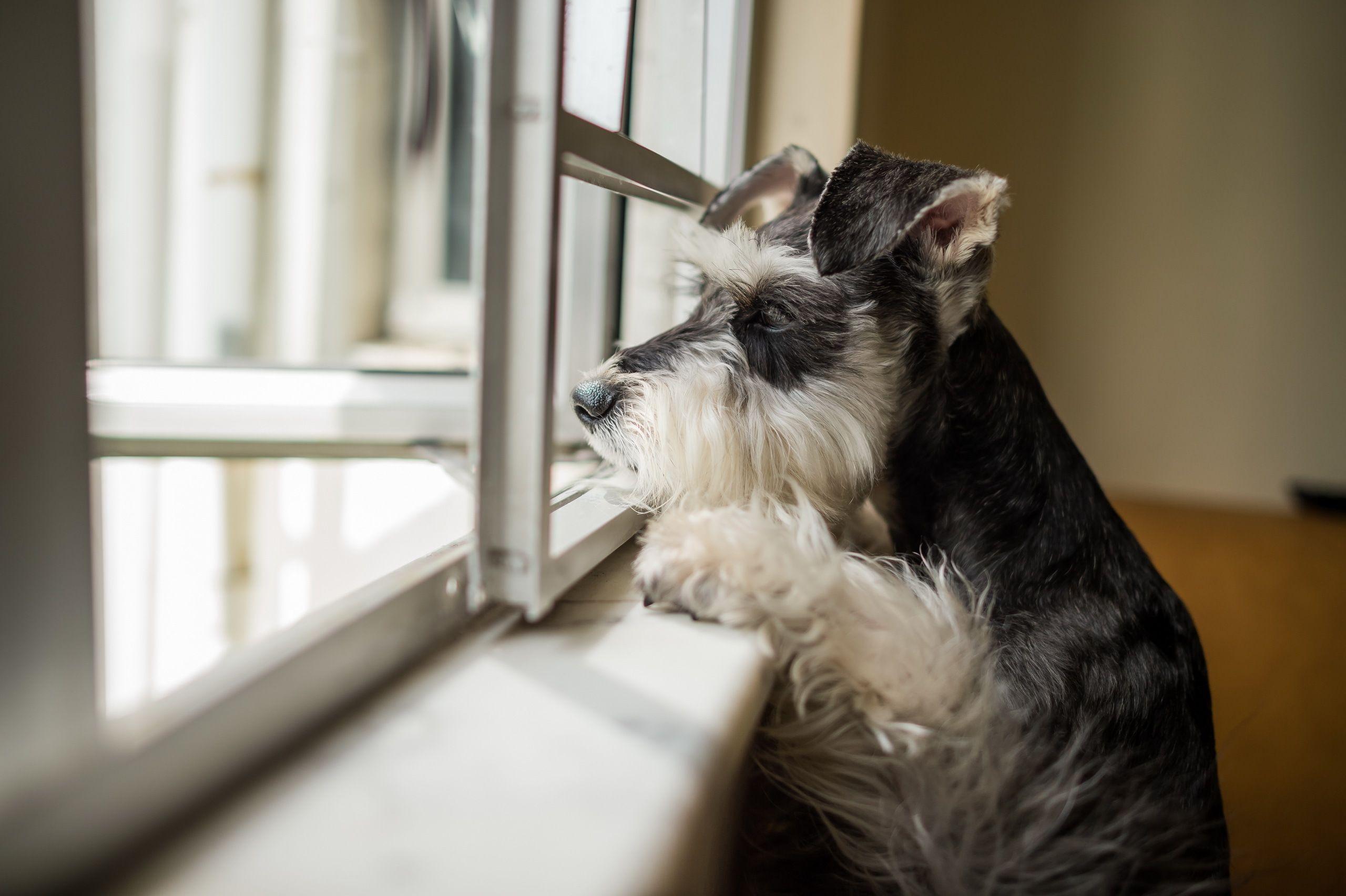 Miniature Schnauzer Dogs Window Animals 2560x1704