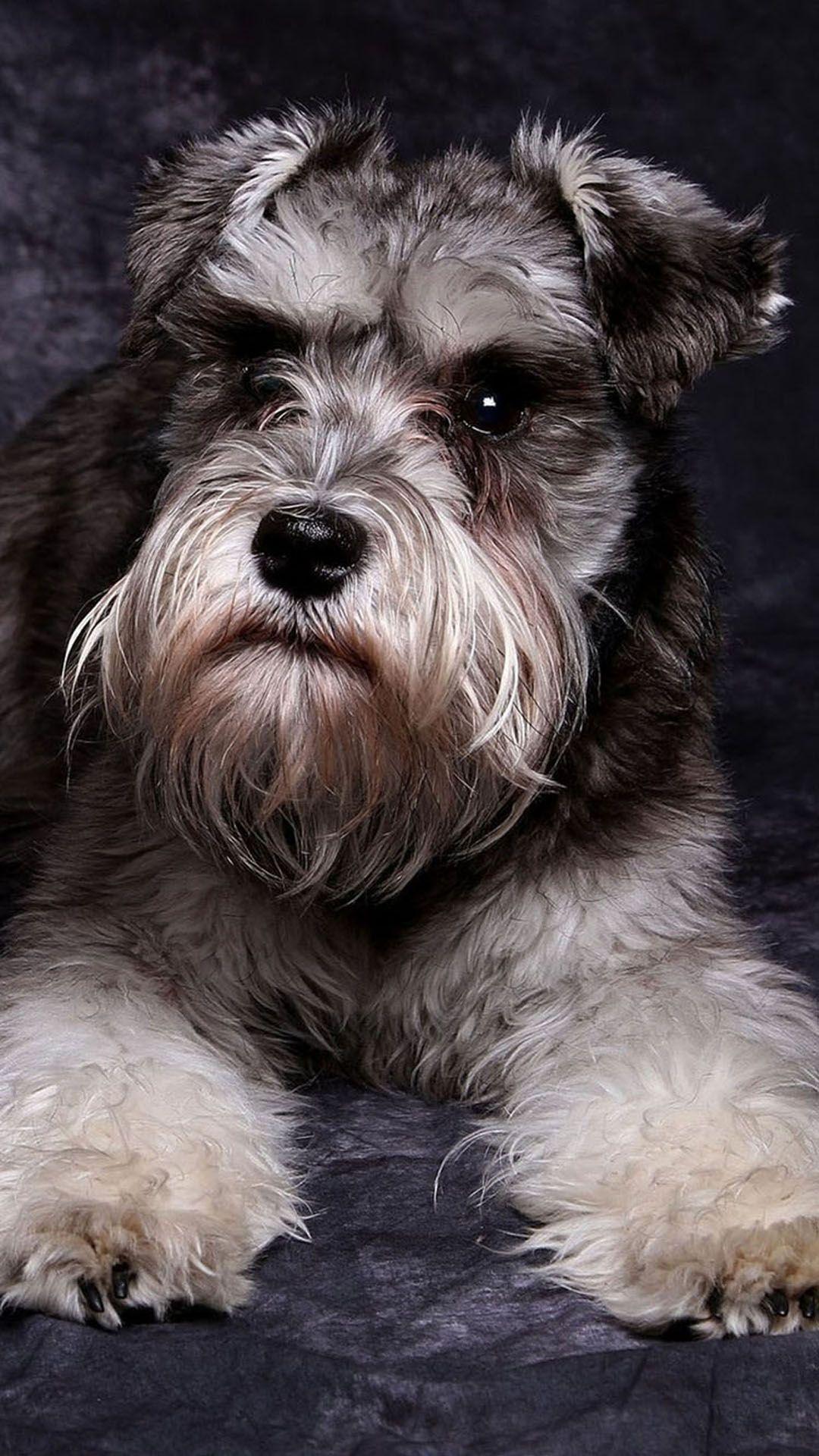 Miniature Schnauzer Cute Dog Animal iPhone 8 Wallpaper Download