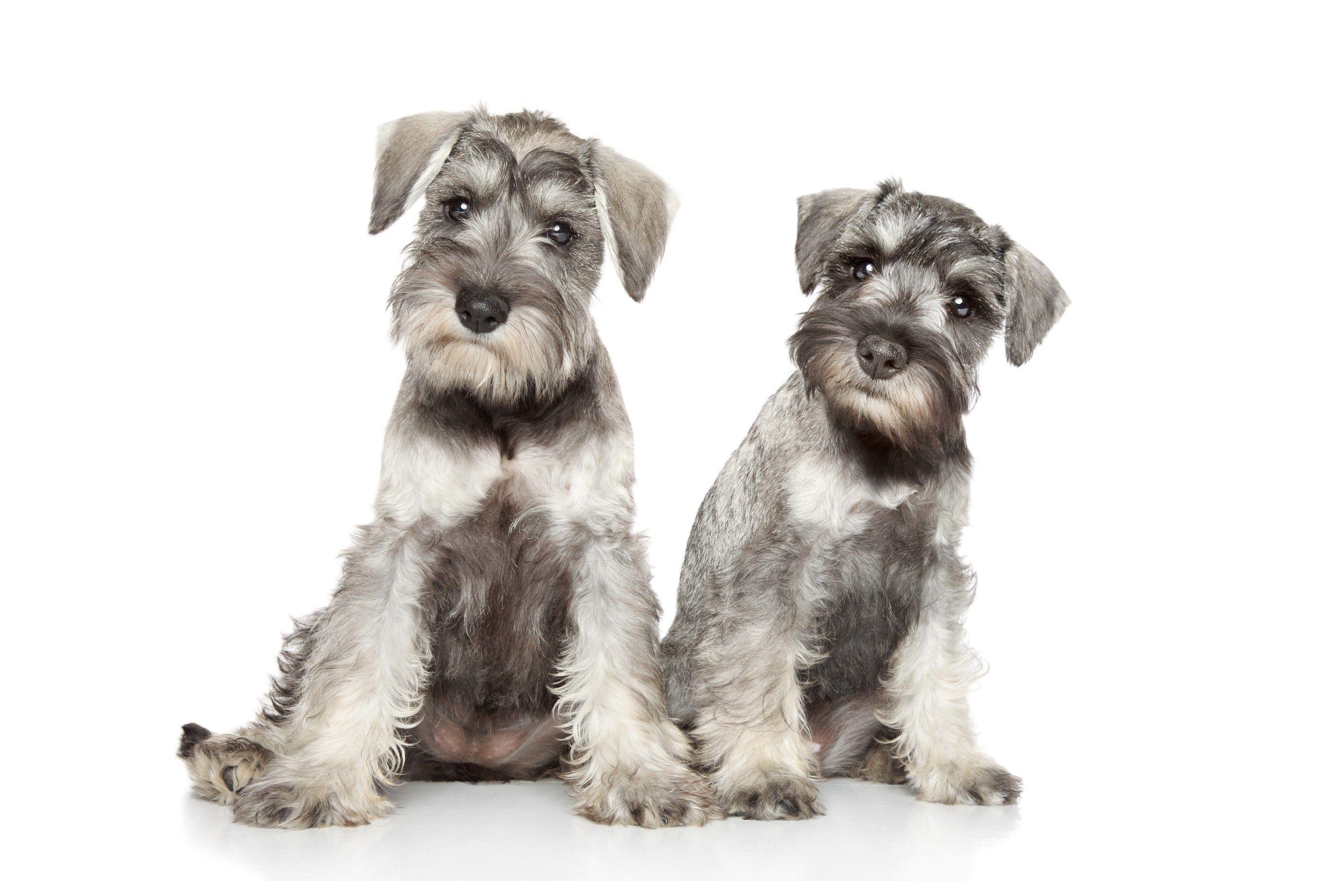 Miniature Schnauzer Cute Dogs Wallpaper