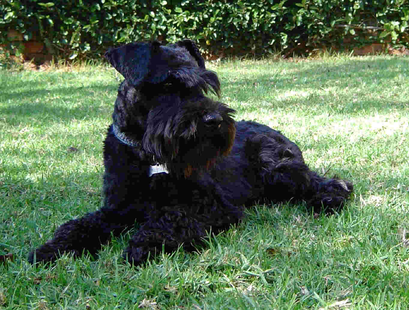 Miniature Schnauzer on the grass photo and wallpaper