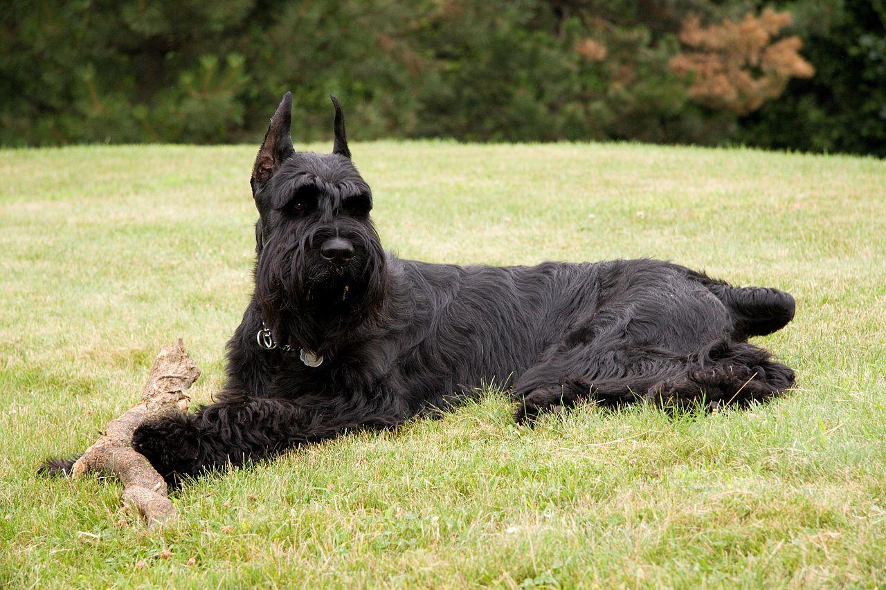 Resting Giant Schnauzer dog photo and wallpaper. Beautiful Resting