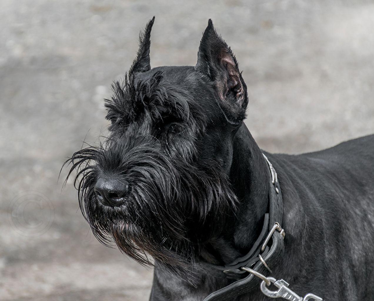 Giant Schnauzer Dogs Black Animals 1ZOOM