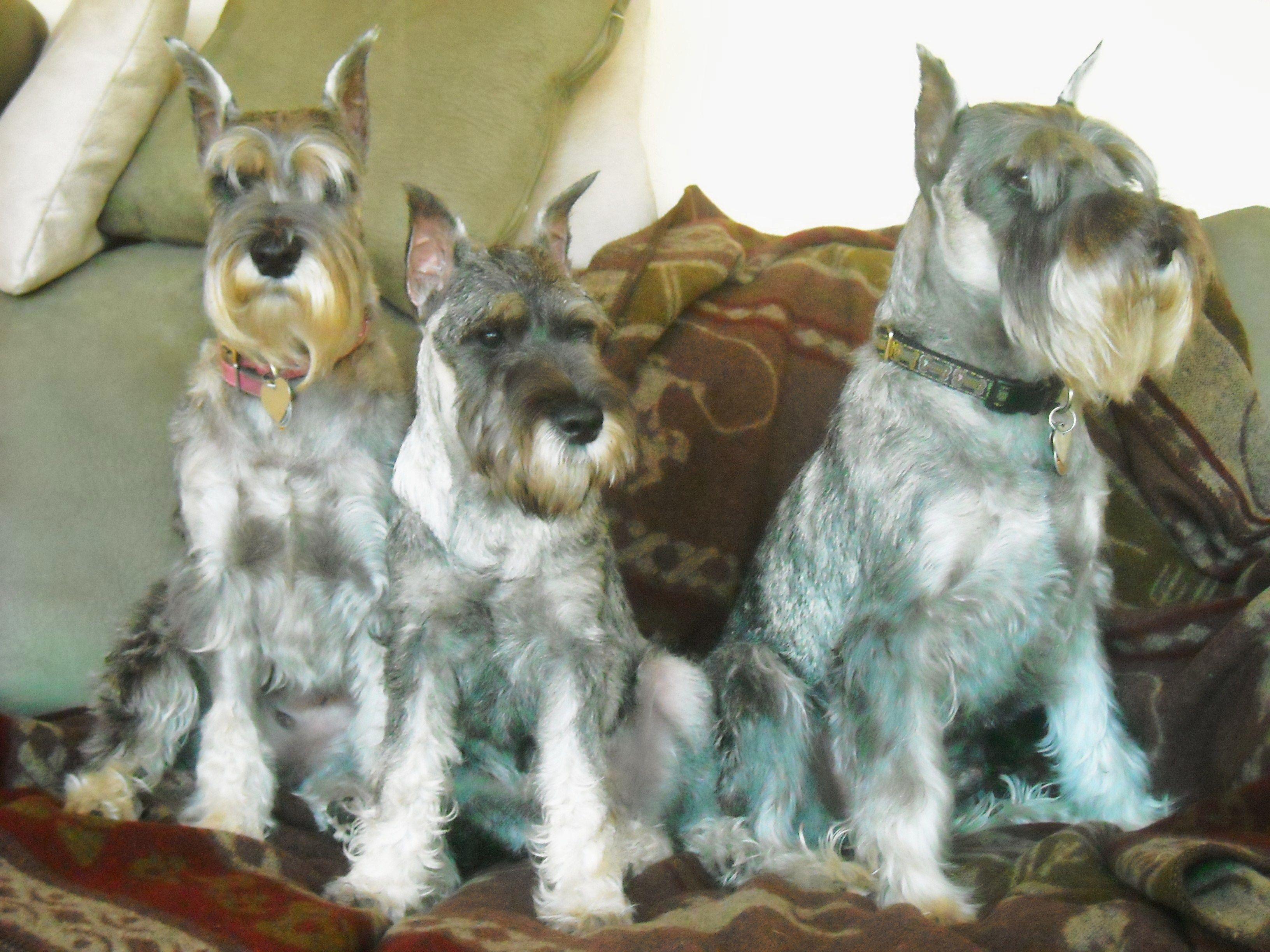Three dogs schnauzer wallpaper and image, picture