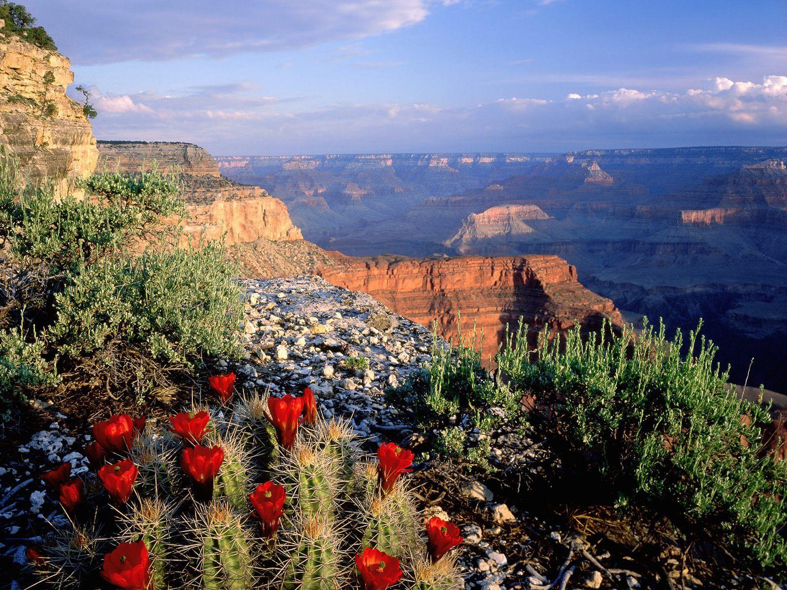 Claret Cup Cactus, Grand Canyon National Park, A. Nature Desktop