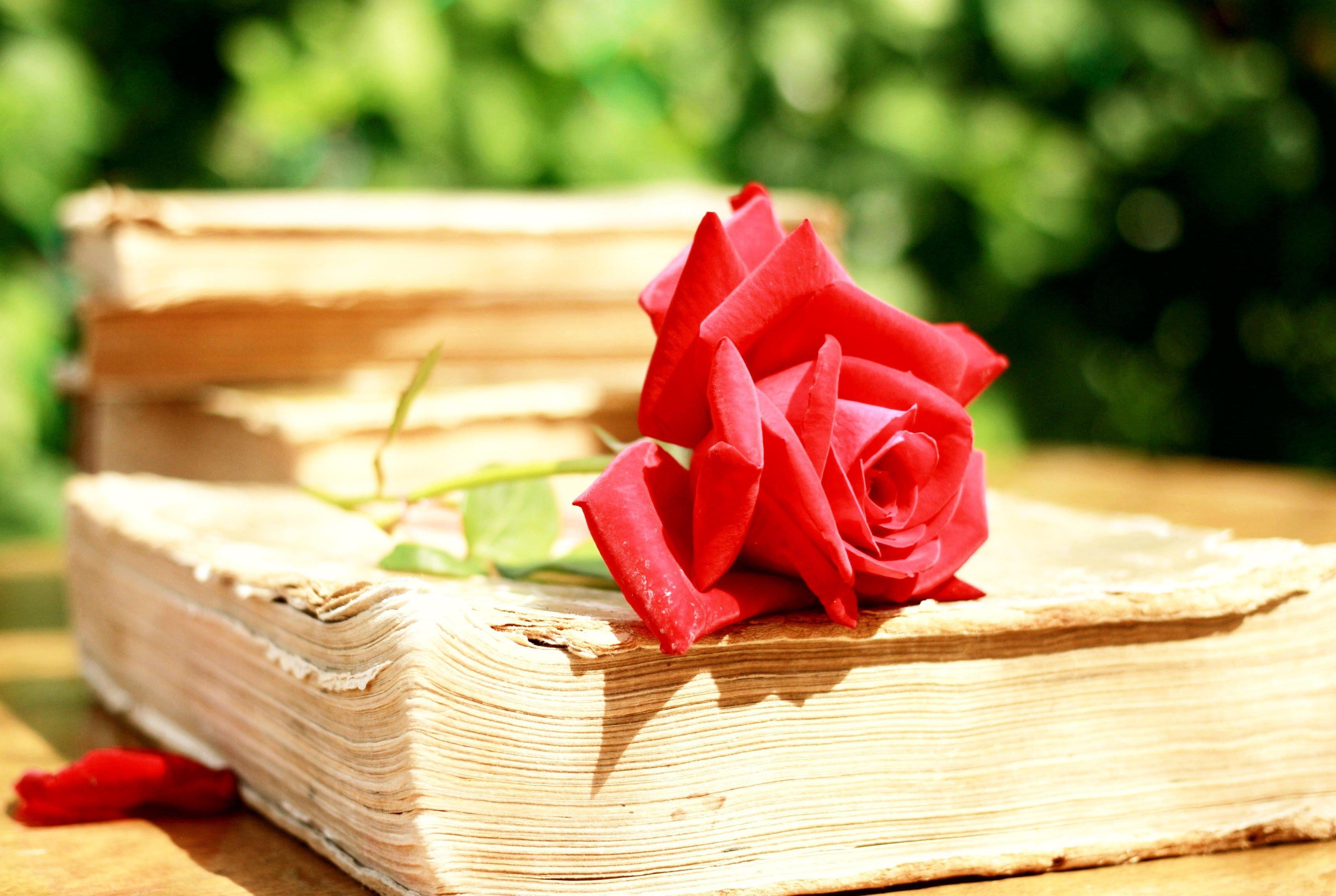 Red rose on old book Wallpaper download 3400x2280 pixel Flowers
