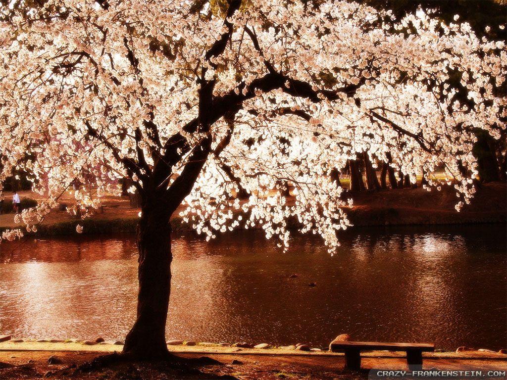 Spring Trees wallpaper