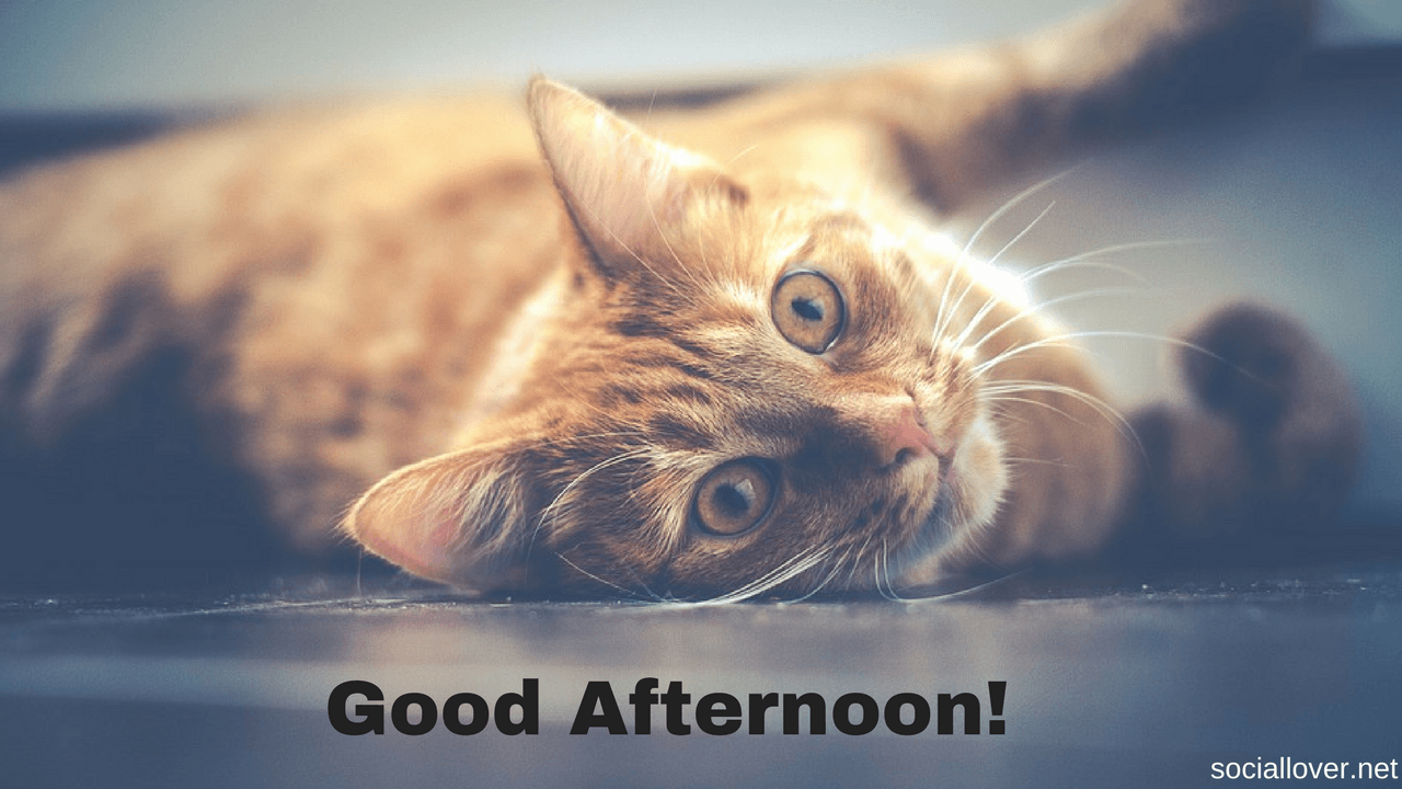 Good Afternoon HD image, wallpaper, pics, quotes, messages