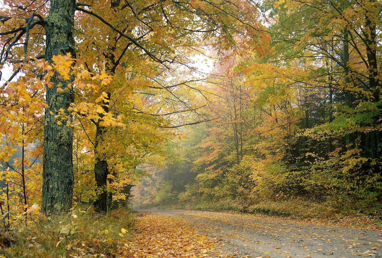 Forest: Light Tree Autumn Forest Vermont Leaf Afternoon Road Crisp