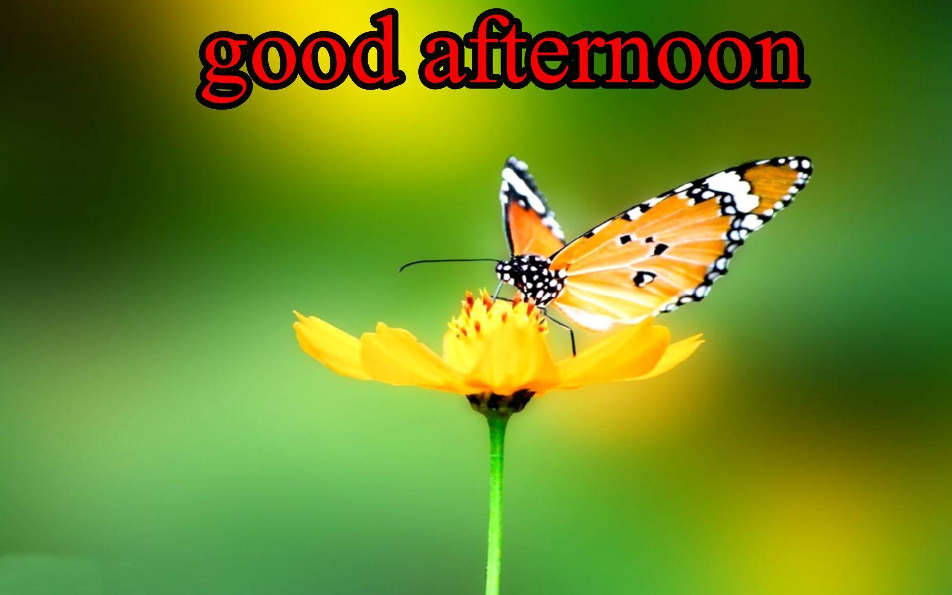 Good Afternoon Butterfly And Flower HD Wallpaper