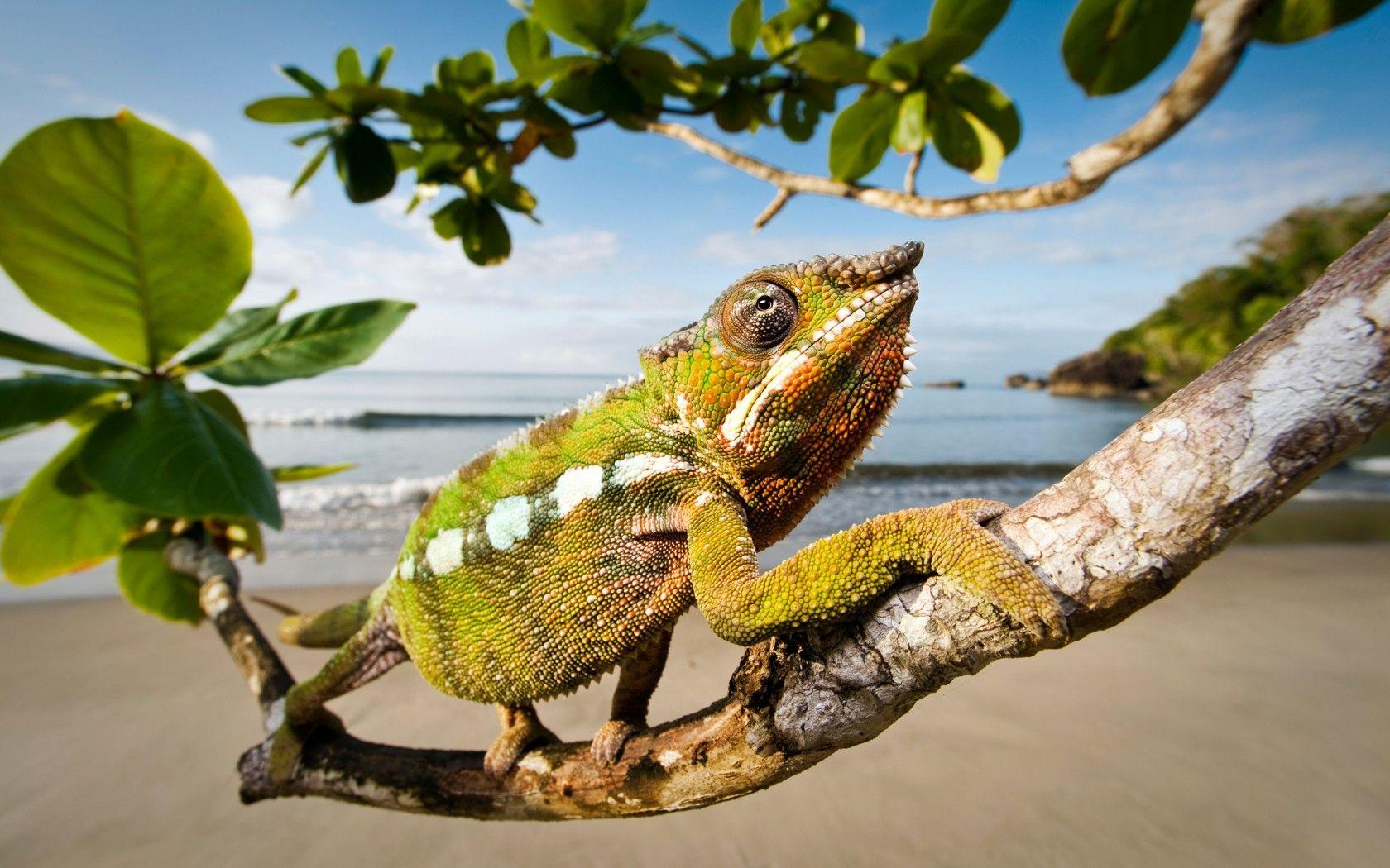 Мадагаскар остров фауна