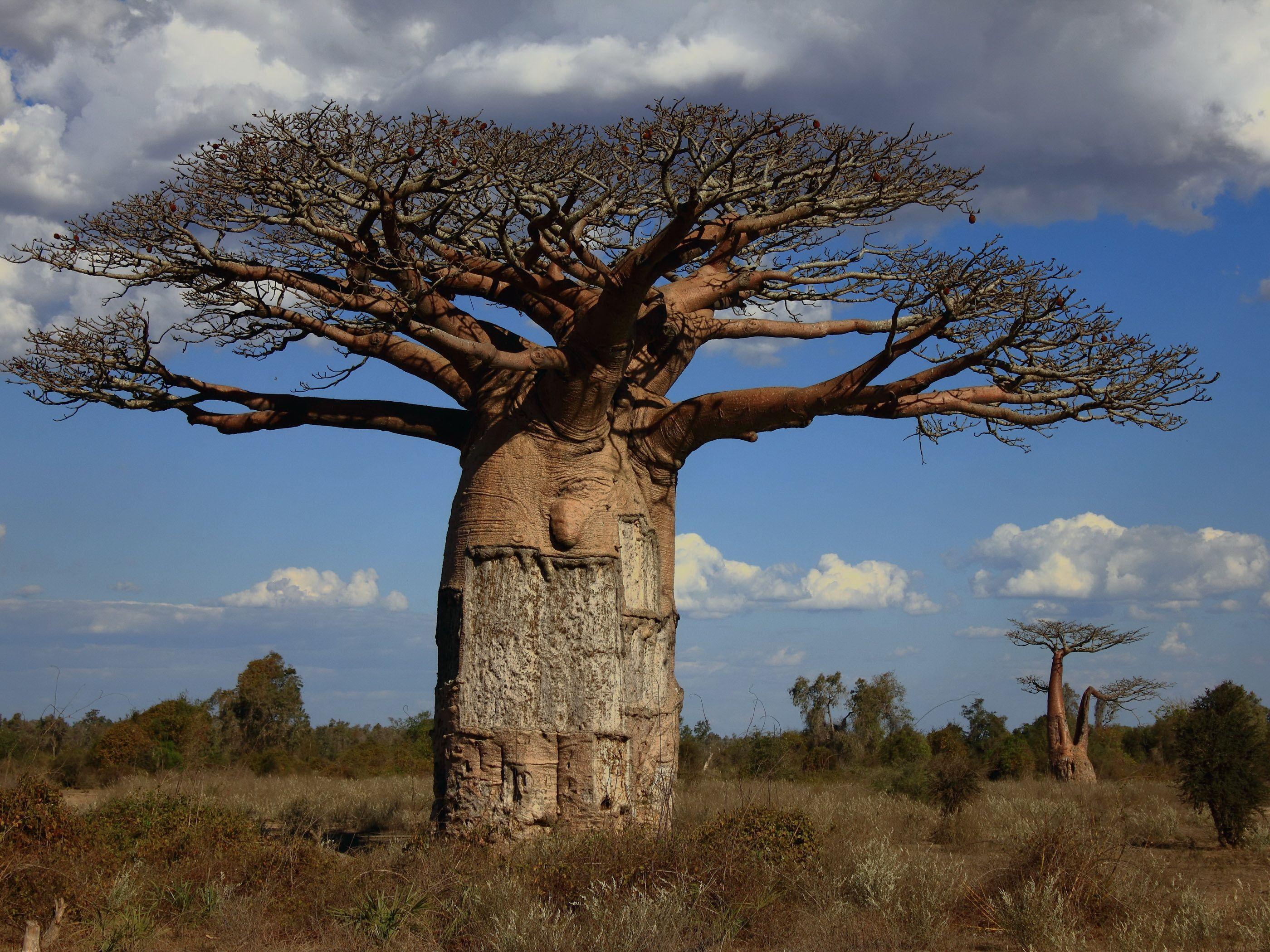 best Baobab image. Nature, Landscapes and Madagascar
