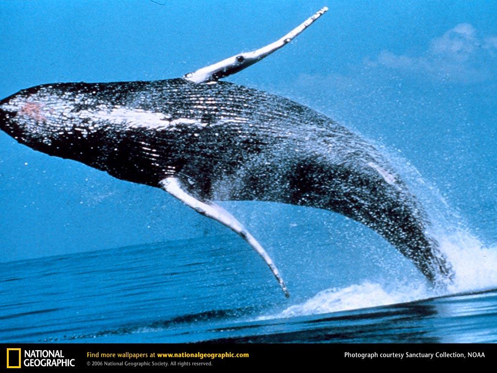 Humpback Whale Picture, Humpback Whale Desktop Wallpaper, Free