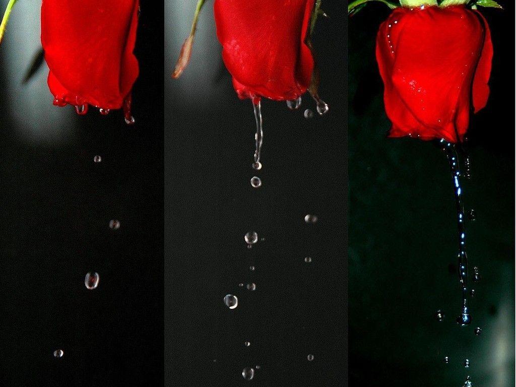 December 3, 2016 wallpaper: Forest Lake Lakes Nature Rocks