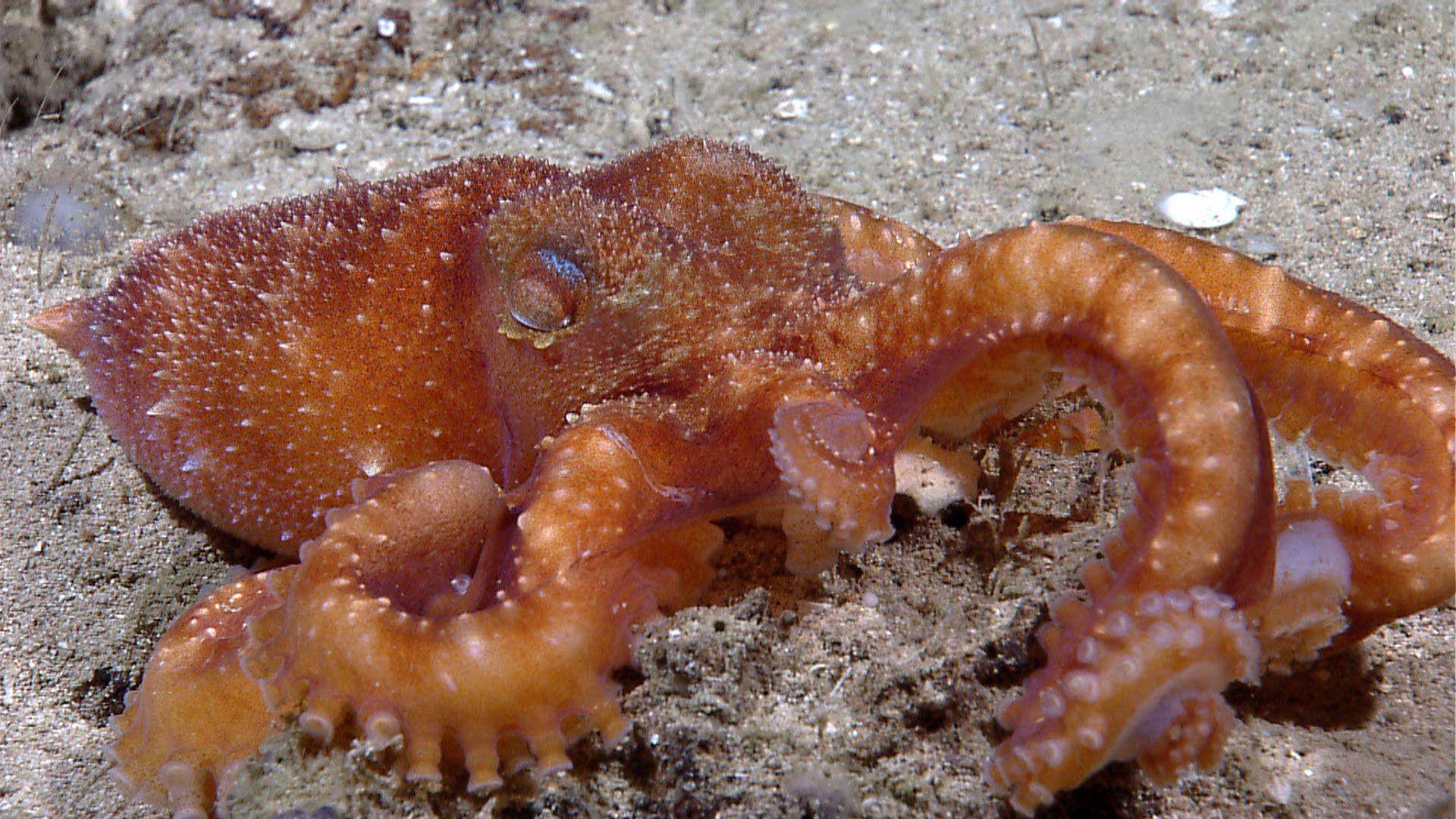 NOAA Ocean Explorer: For Fun: Octopus Friday Image Gallery