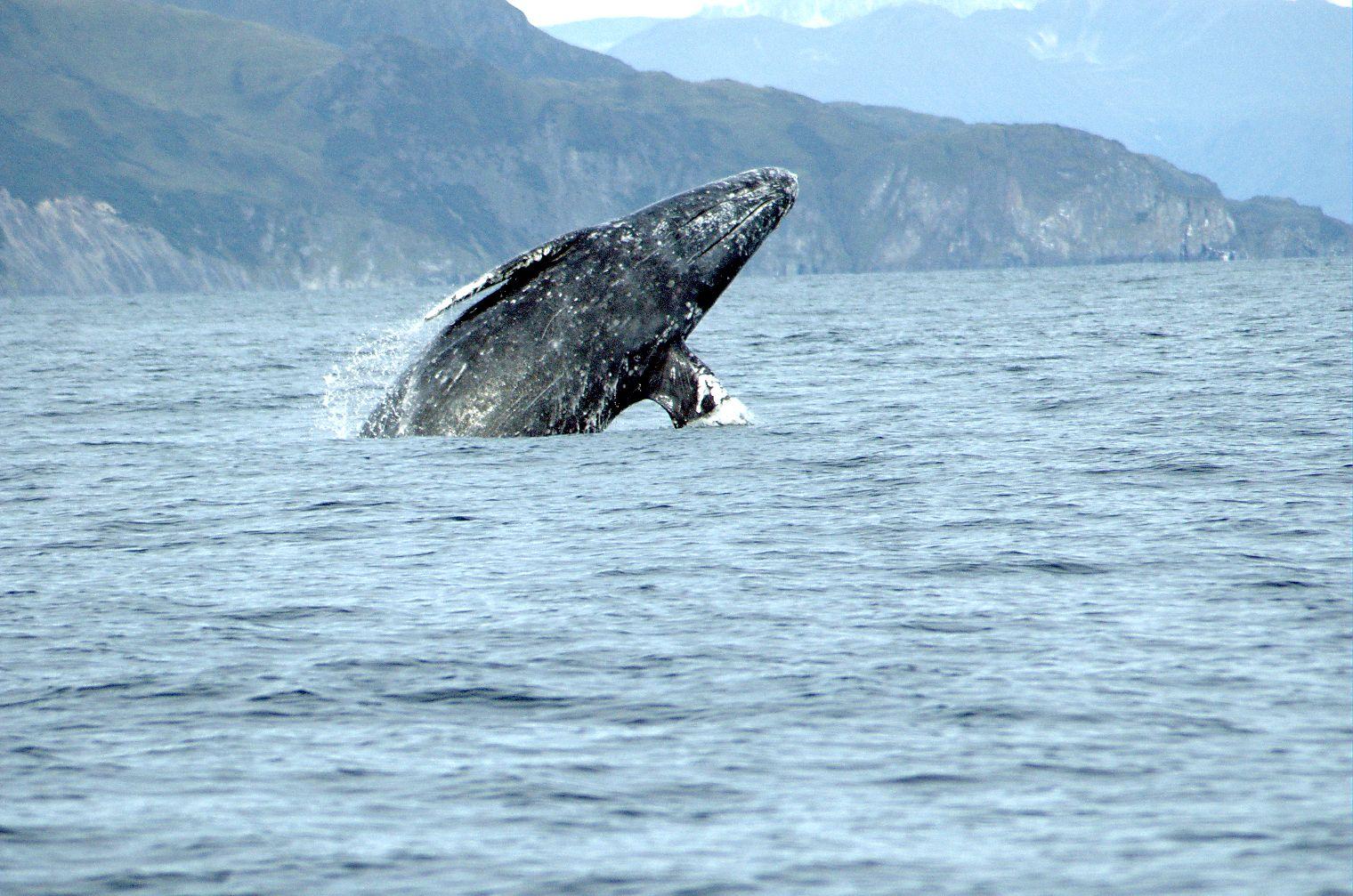 Gray Whale (Eschrichtius robustus) - NOAA Fisheries