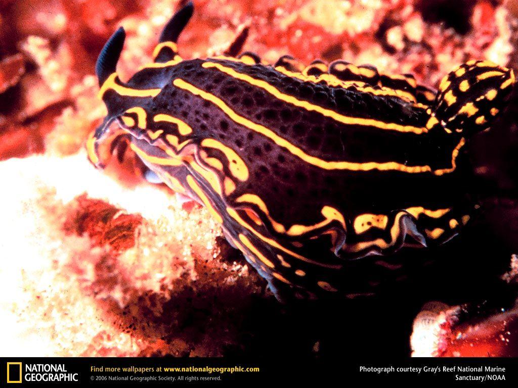Nudibranch Picture, Nudibranch Desktop Wallpaper, Free Wallpaper
