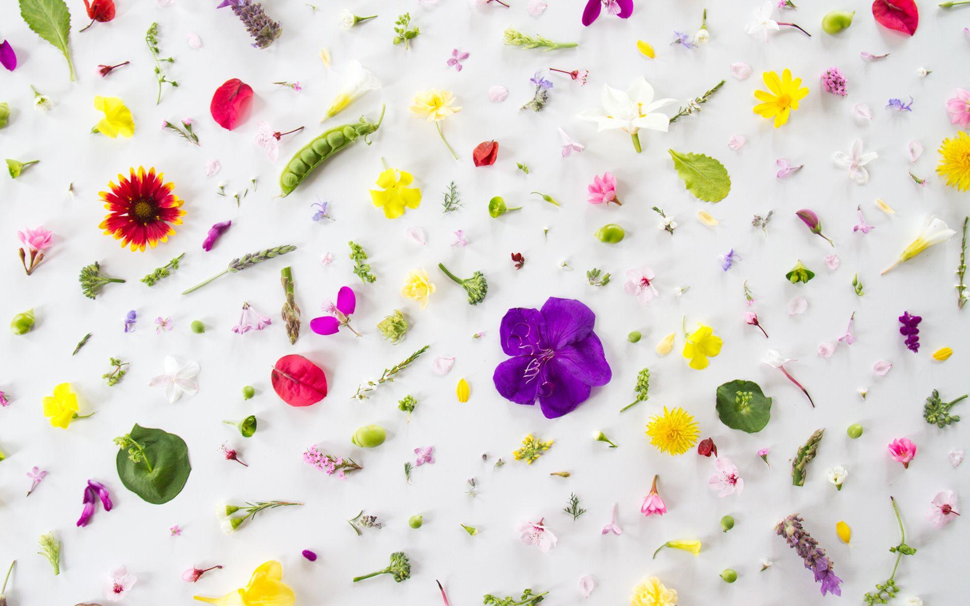 The Desktop Wallpaper featuring Julie Lee Fox Is Black