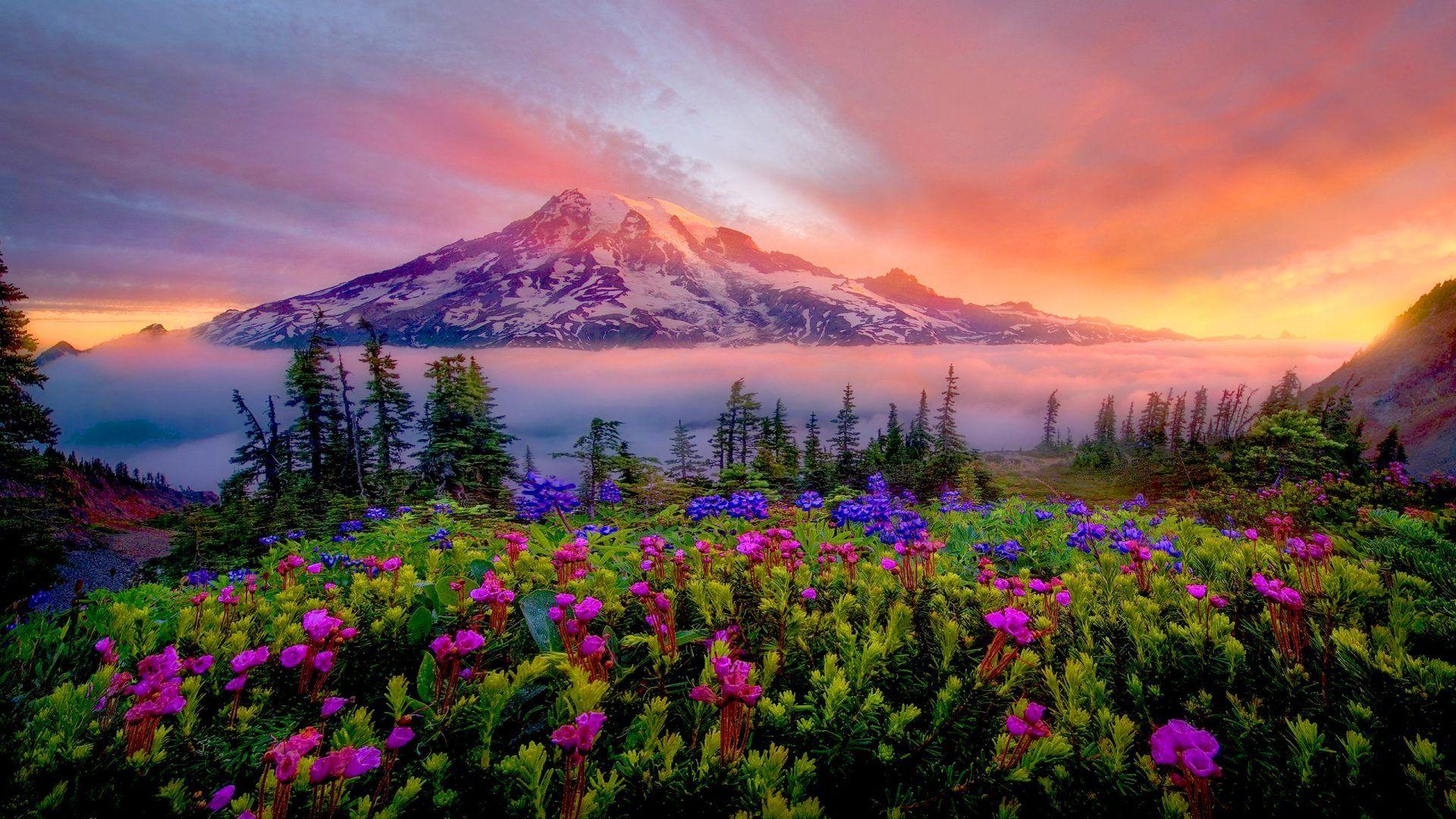 Mount Rainier National Park Wallpapers Wallpaper Cave