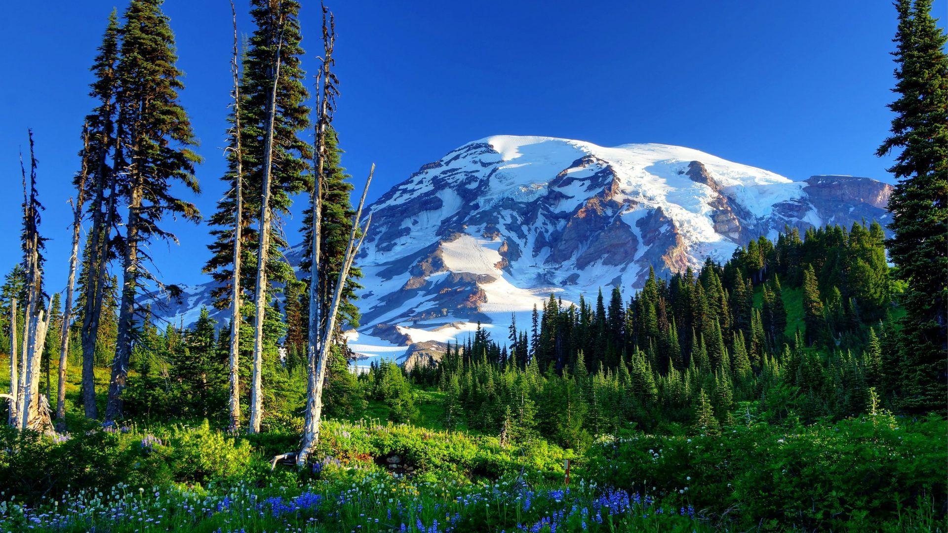 Rainier Tag wallpaper: State Mountains Landscapes Mount Forests