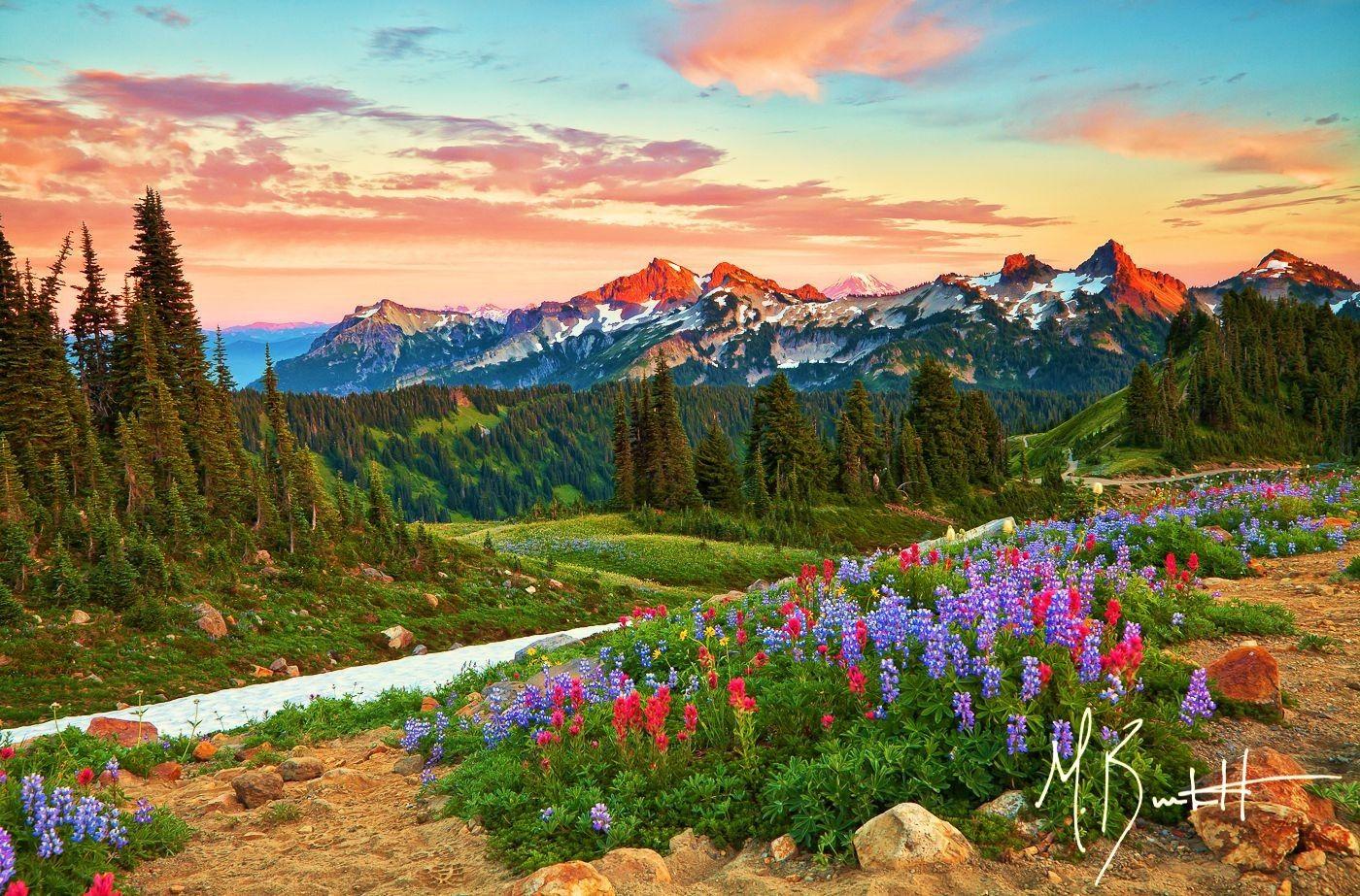 Mountains: Mount Rainier National Park Flowers Sunset Delta River