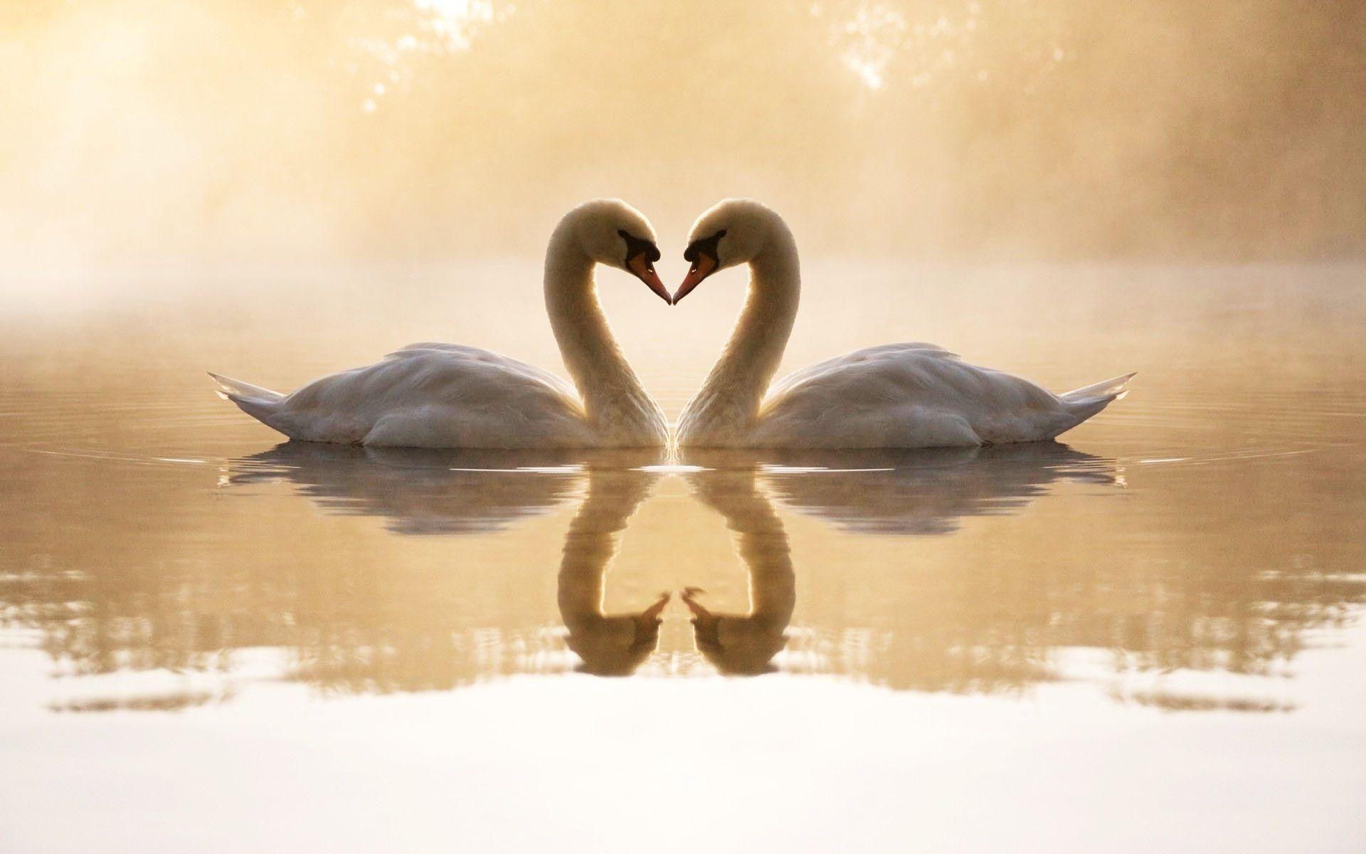 Loving Swans Wallpaper