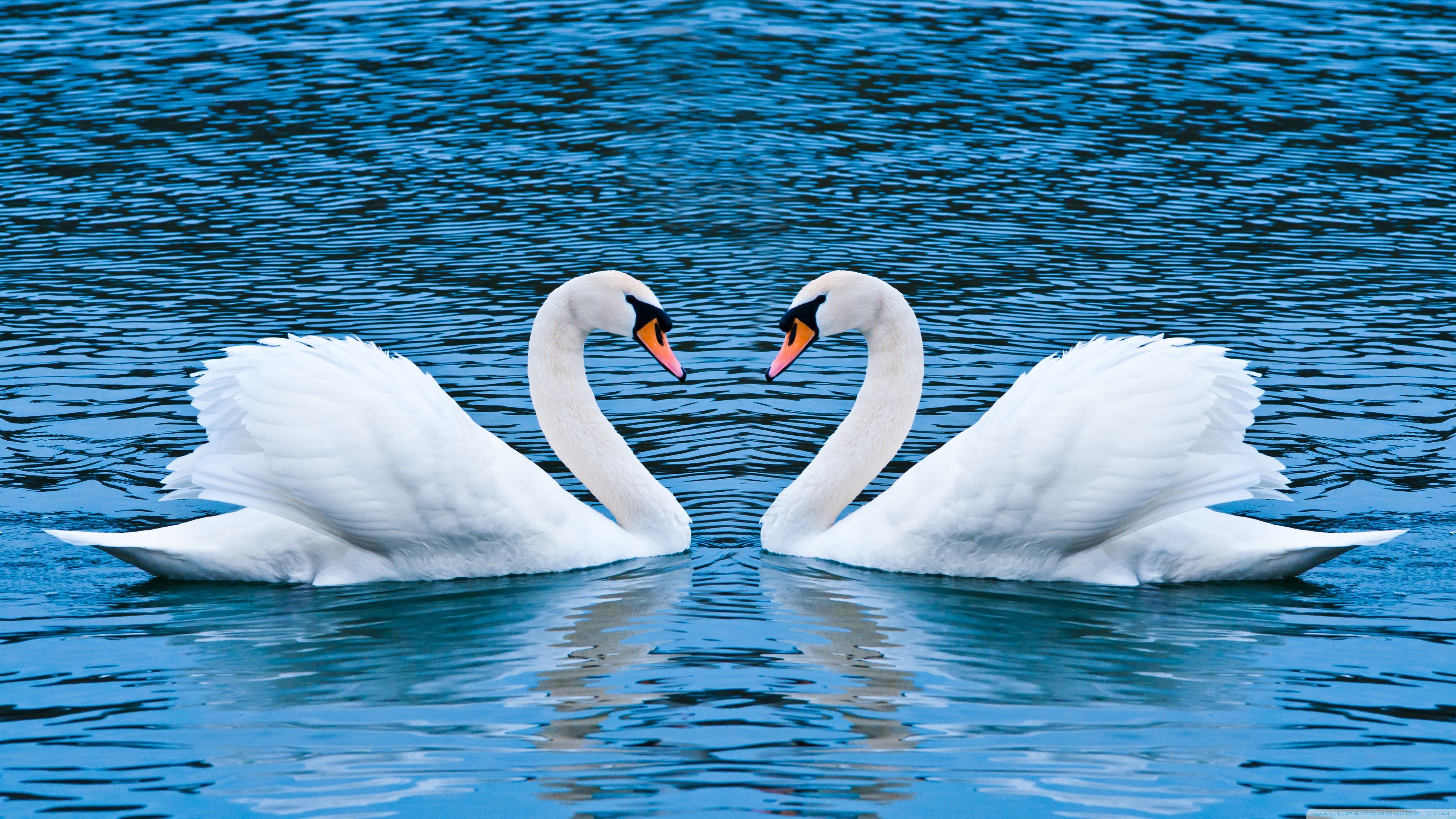 Two Swans HD desktop wallpaper, Widescreen, Fullscreen, Mobile