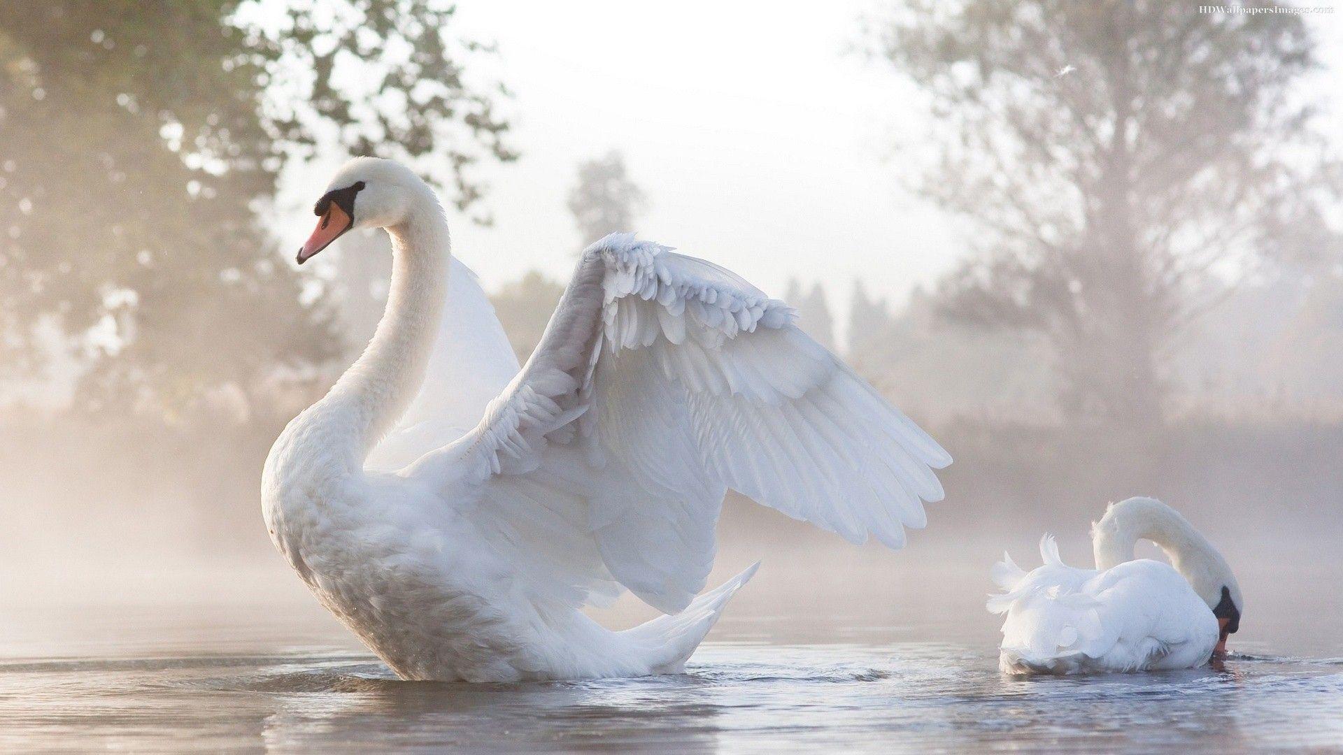 Swan Wallpaper Free Download Beautiful Birds HD Desktop Image