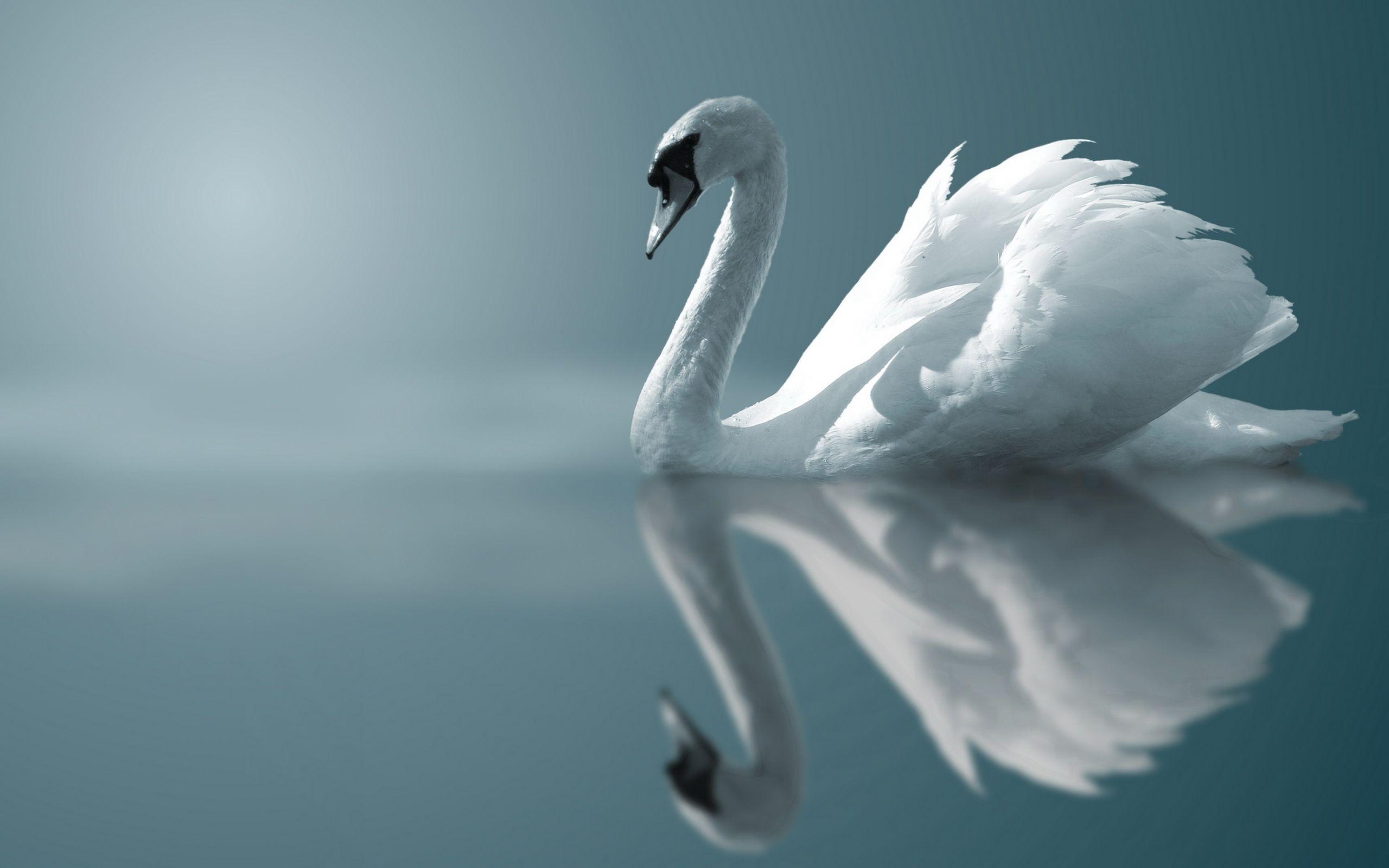 Mute swan HD Wallpaper