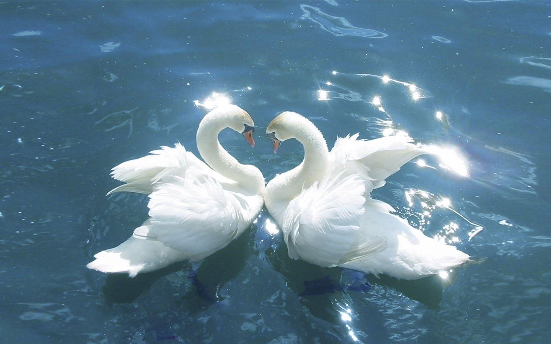 Swans Love Between Birds Blue Water HD Wallpaper For Mobile