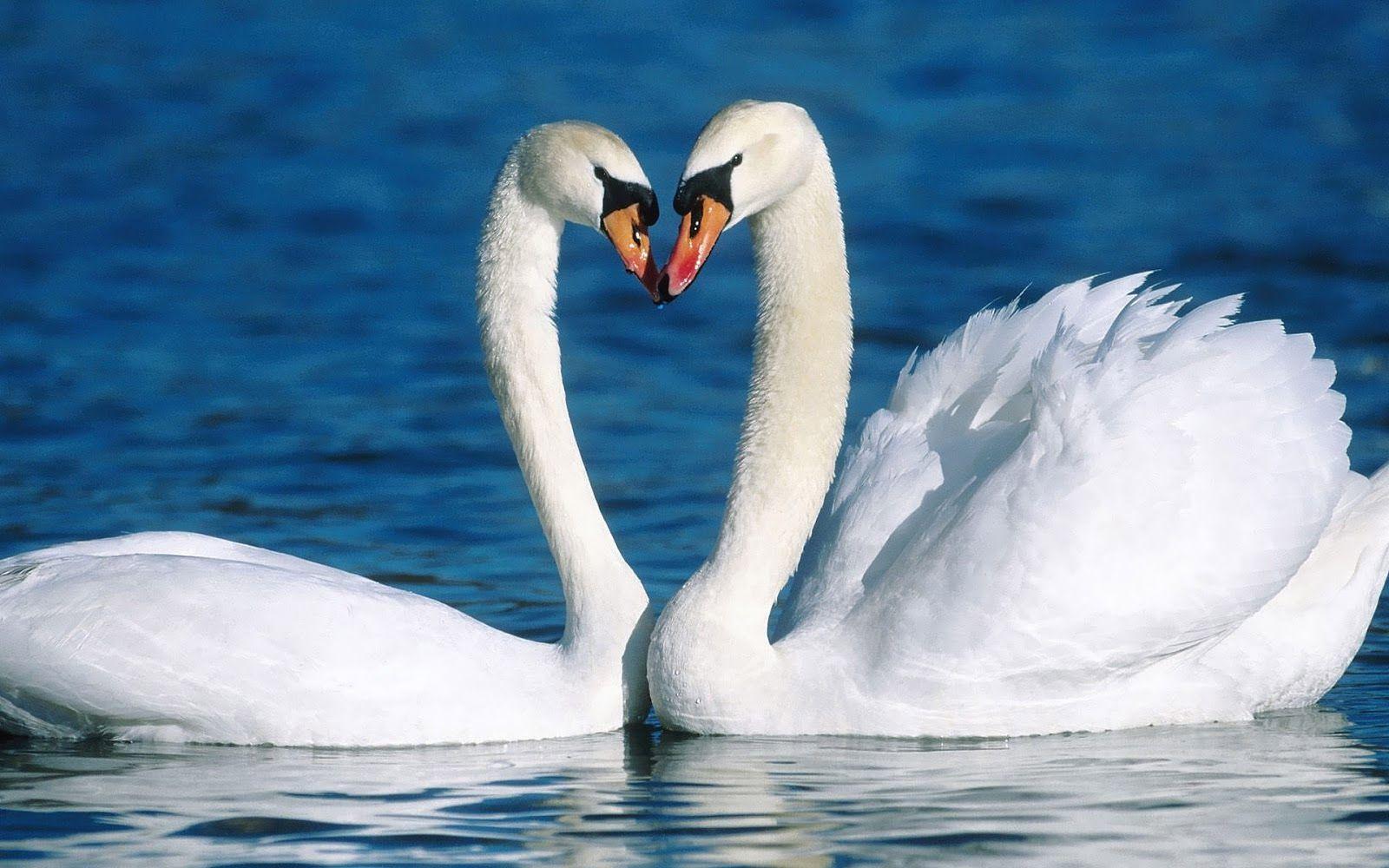 Two white swans standing in the water. HD Animals Wallpaper