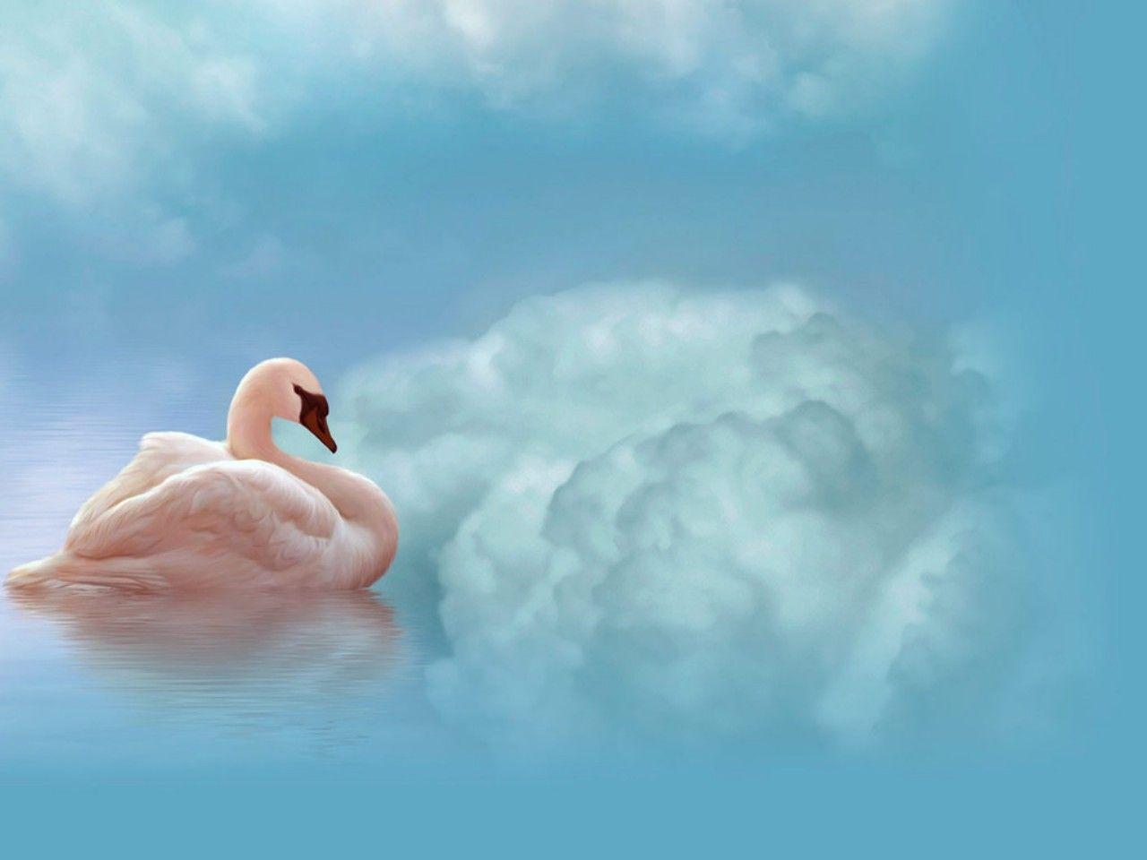 Birds / Swans HD Wallpaper. Background