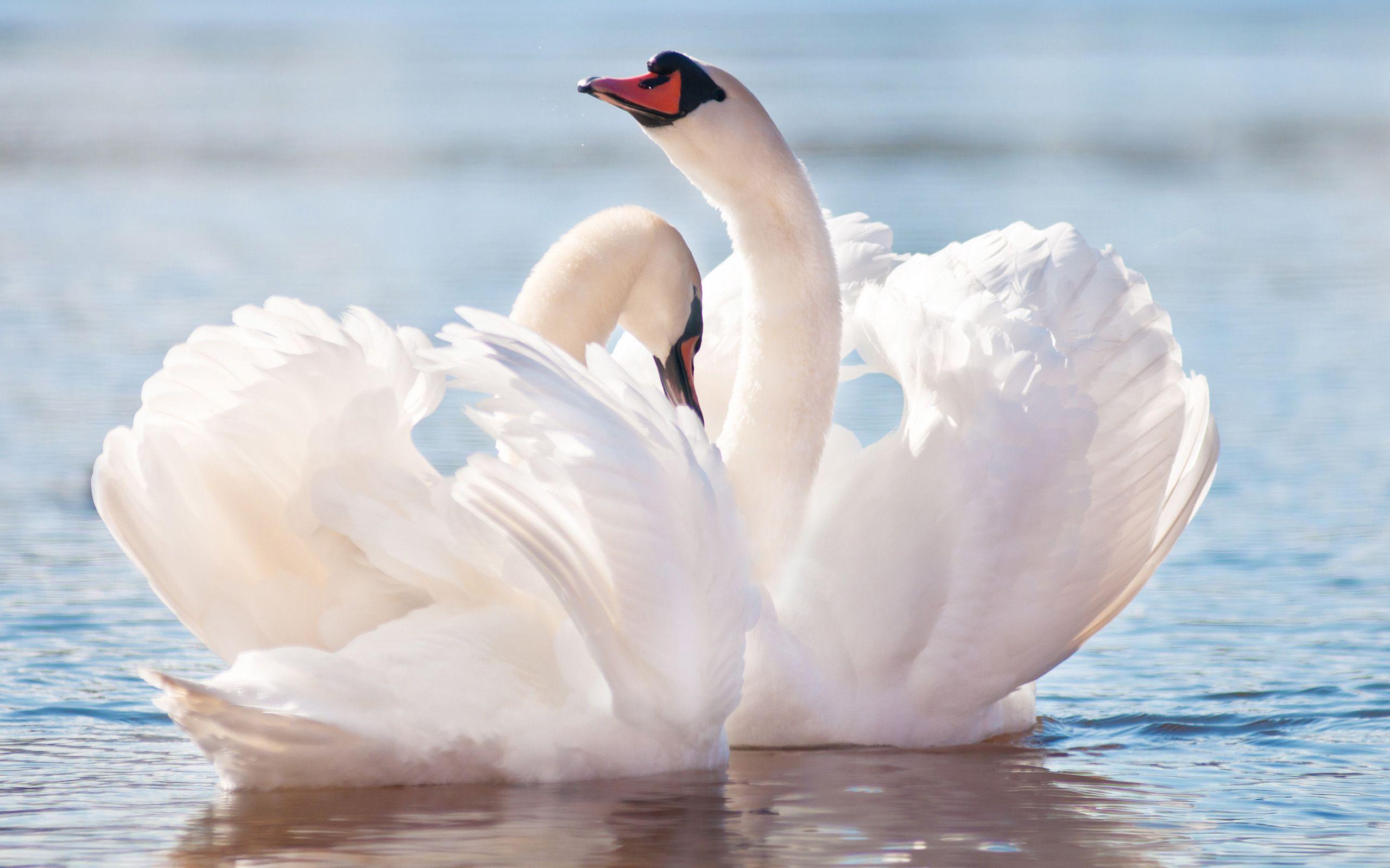 Swans In Love Wallpaper