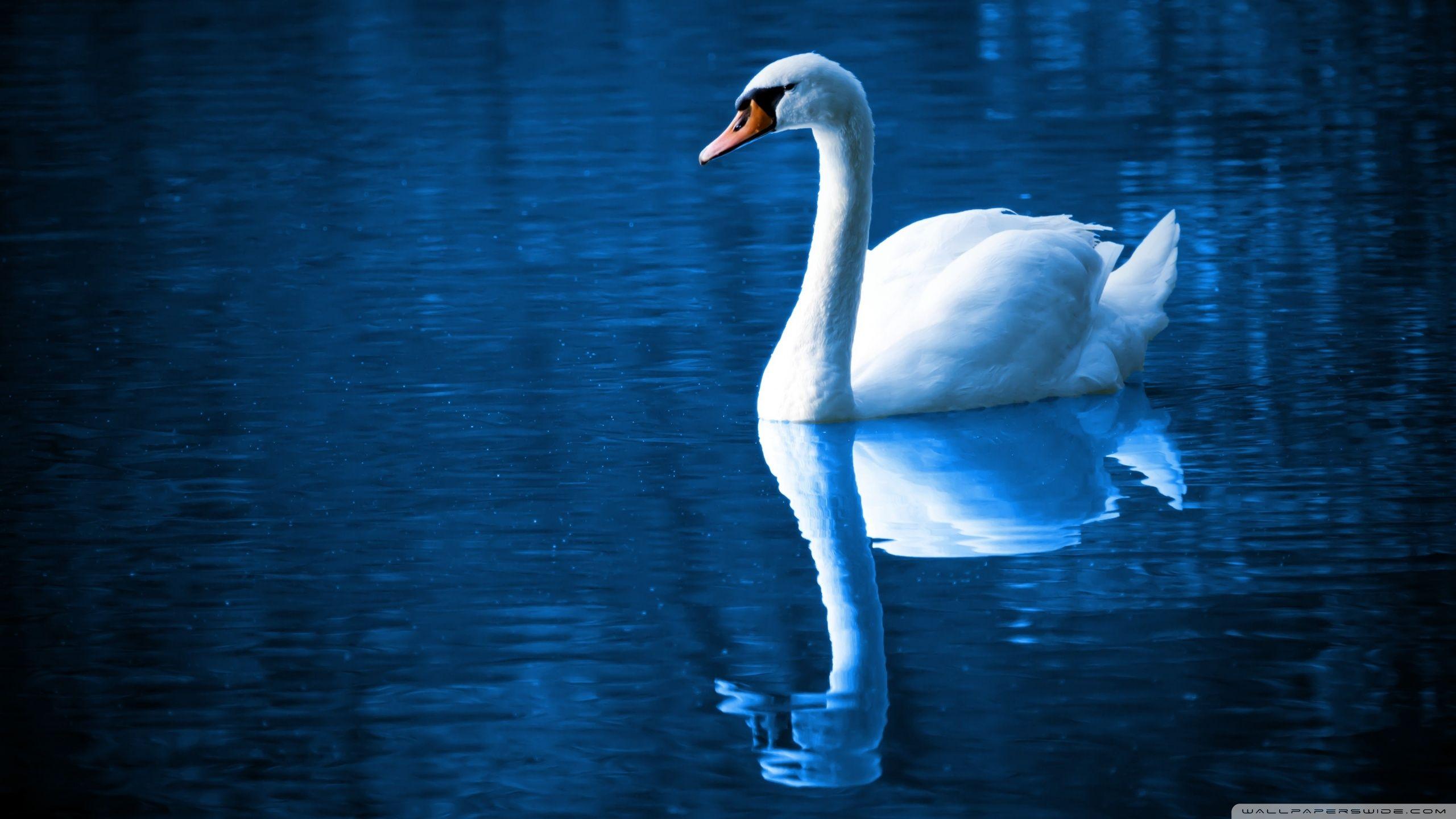 Beautiful Swan HD desktop wallpaper, Widescreen, High Definition