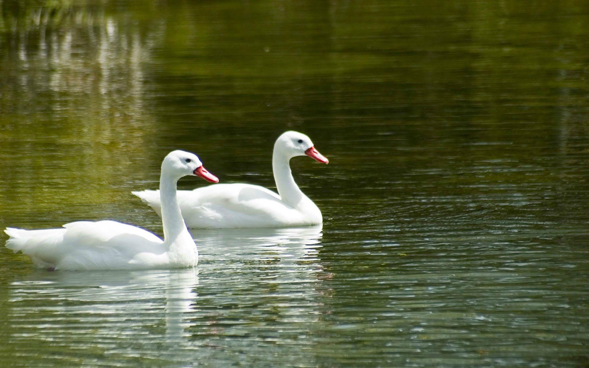 White Swans Wallpaper Image Mrfab