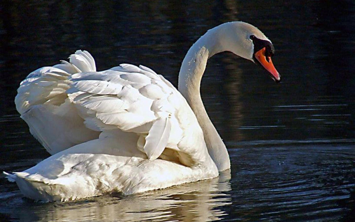 Swan Wallpaper photo and wallpaper. All Swan Wallpaper picture