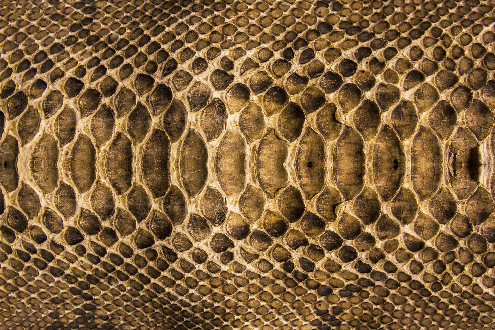textures snake leather scales colors HD wallpaper