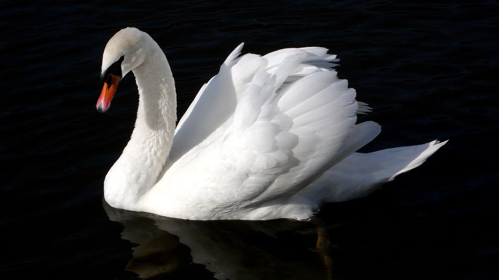 Fauna Black. Swans, White