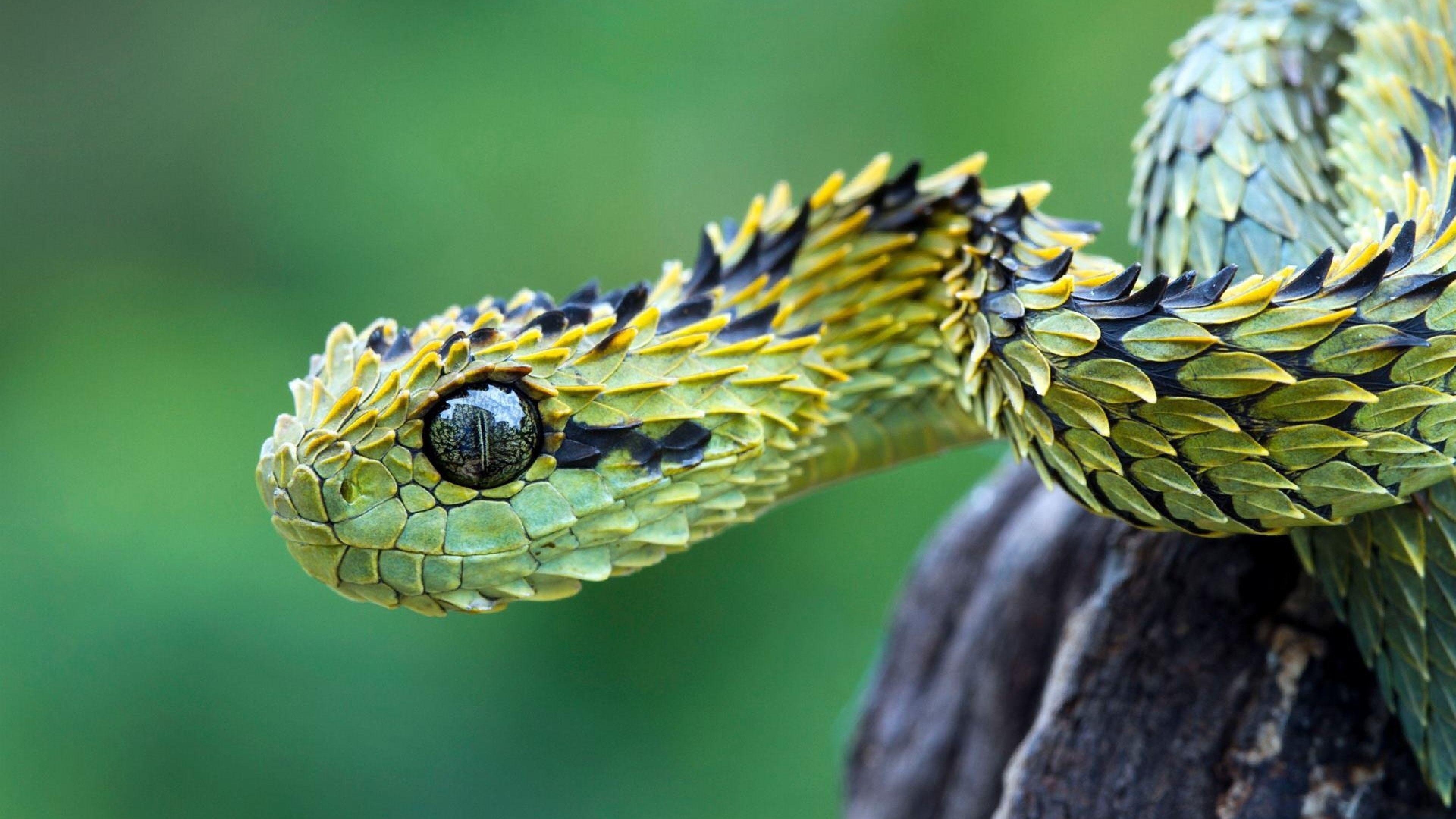 Download Wallpaper 3840x2160 Snake, Scales, Eyes 4K Ultra HD HD