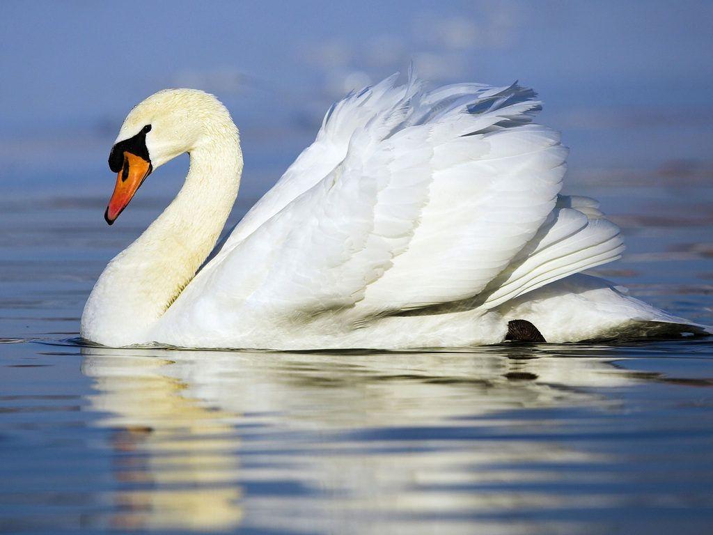 Swans wallpaper